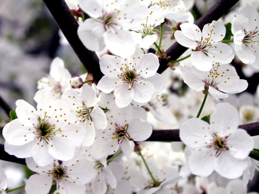 White Flower Wallpapers