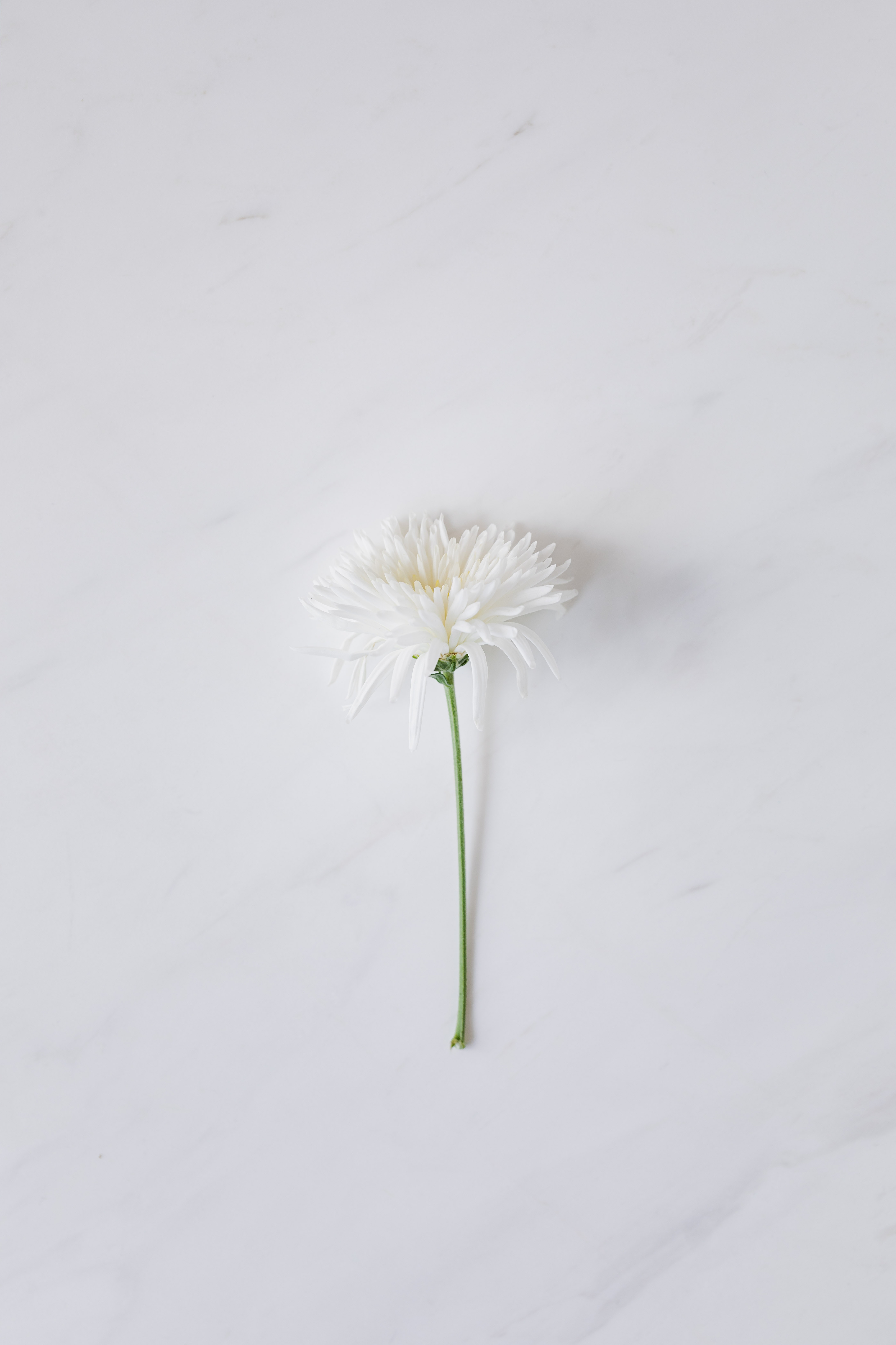 White Flower Wallpapers