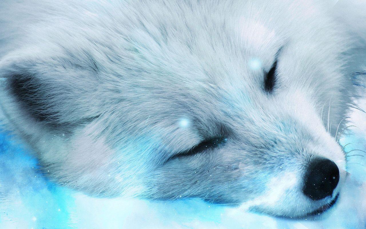 White Fox Wallpapers