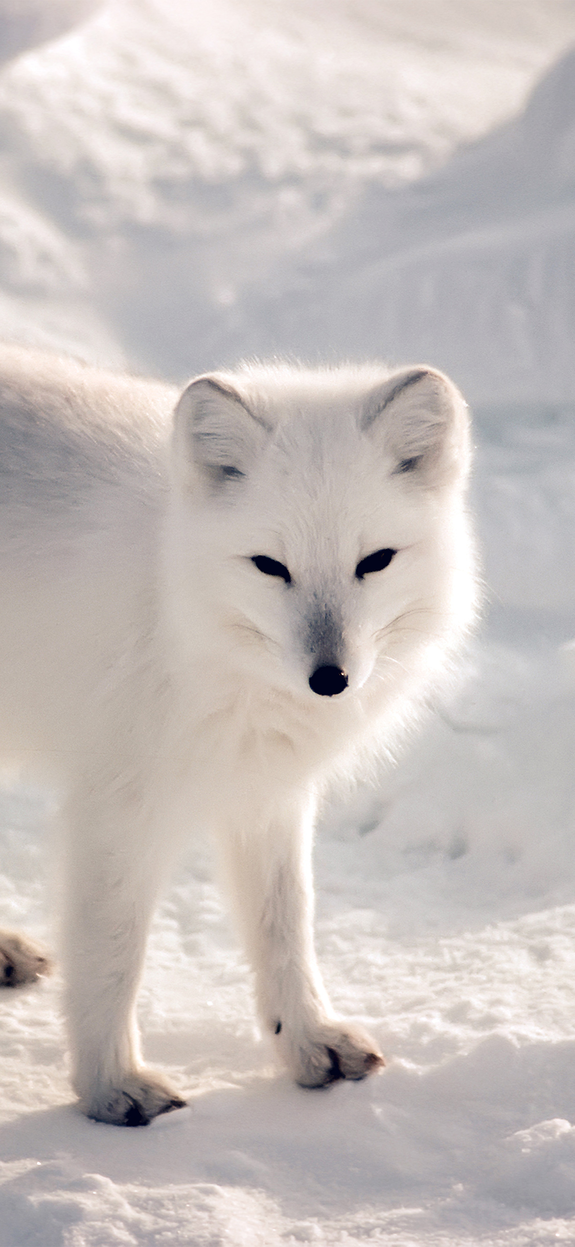 White Fox Wallpapers