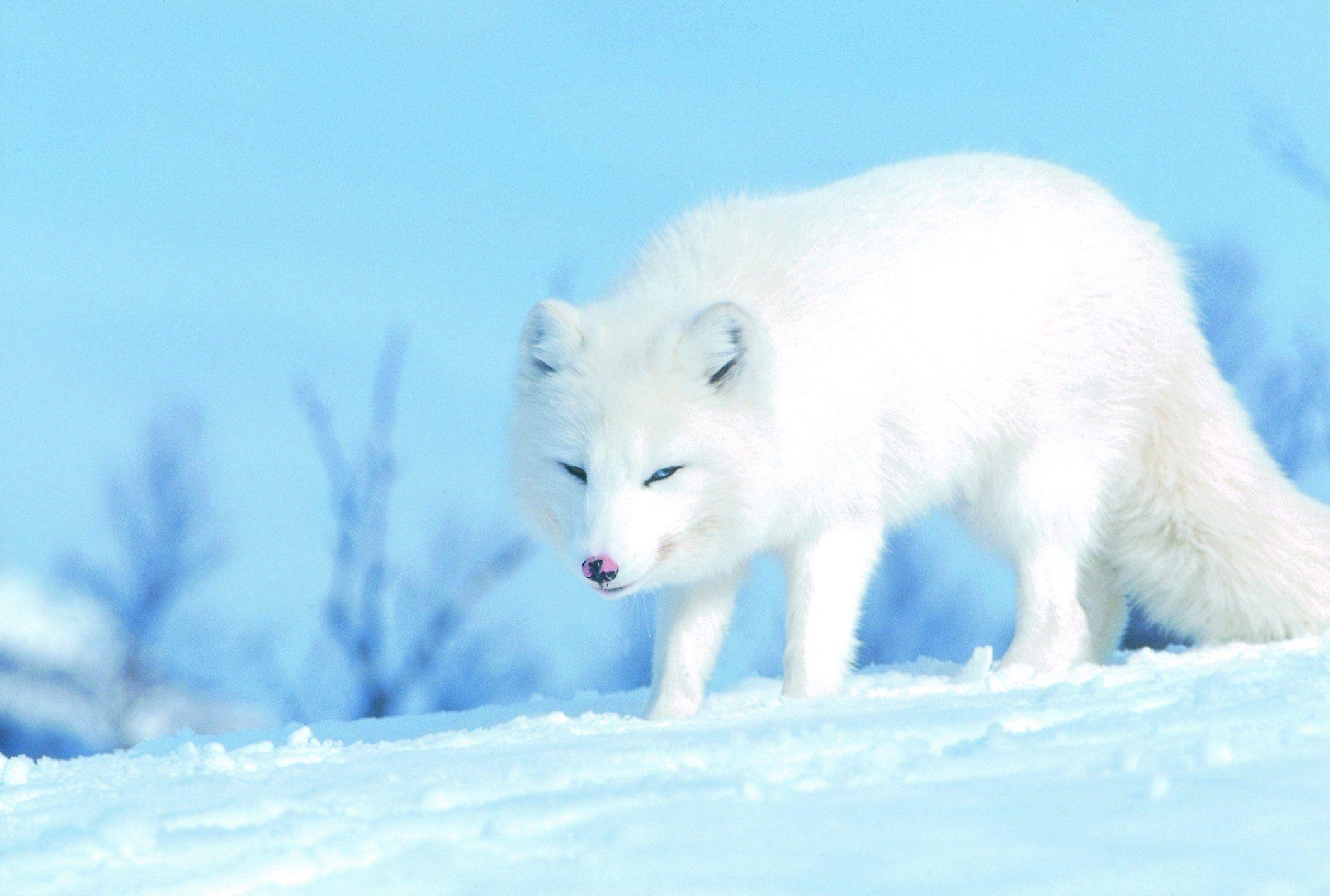 White Fox Wallpapers