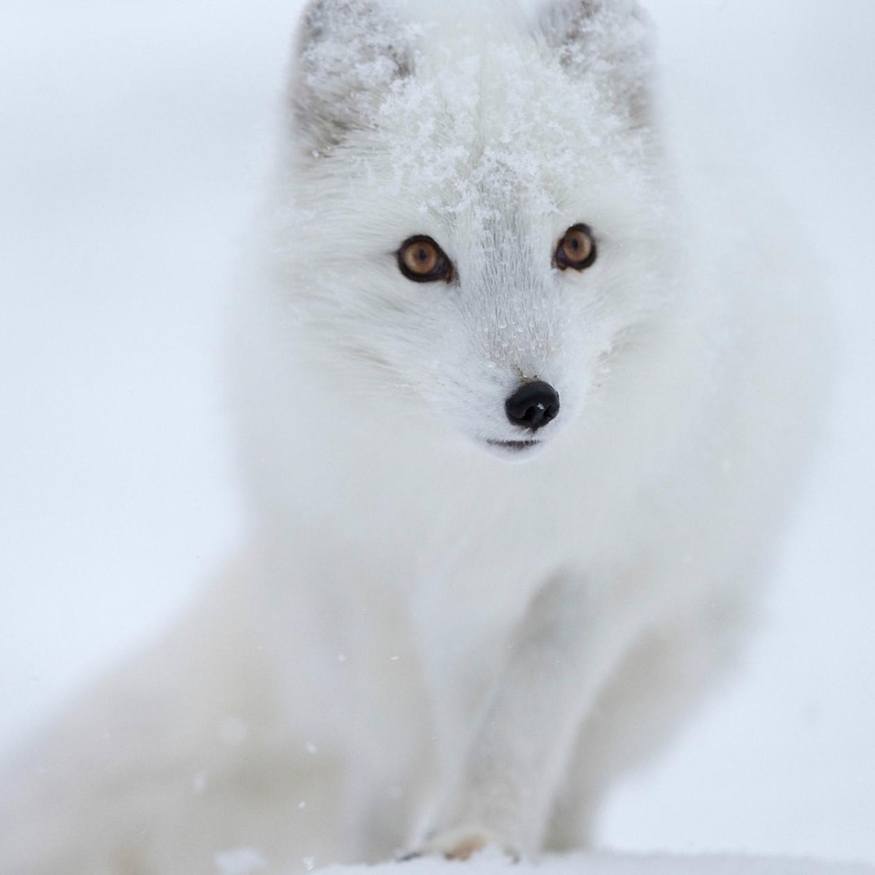 White Fox Wallpapers