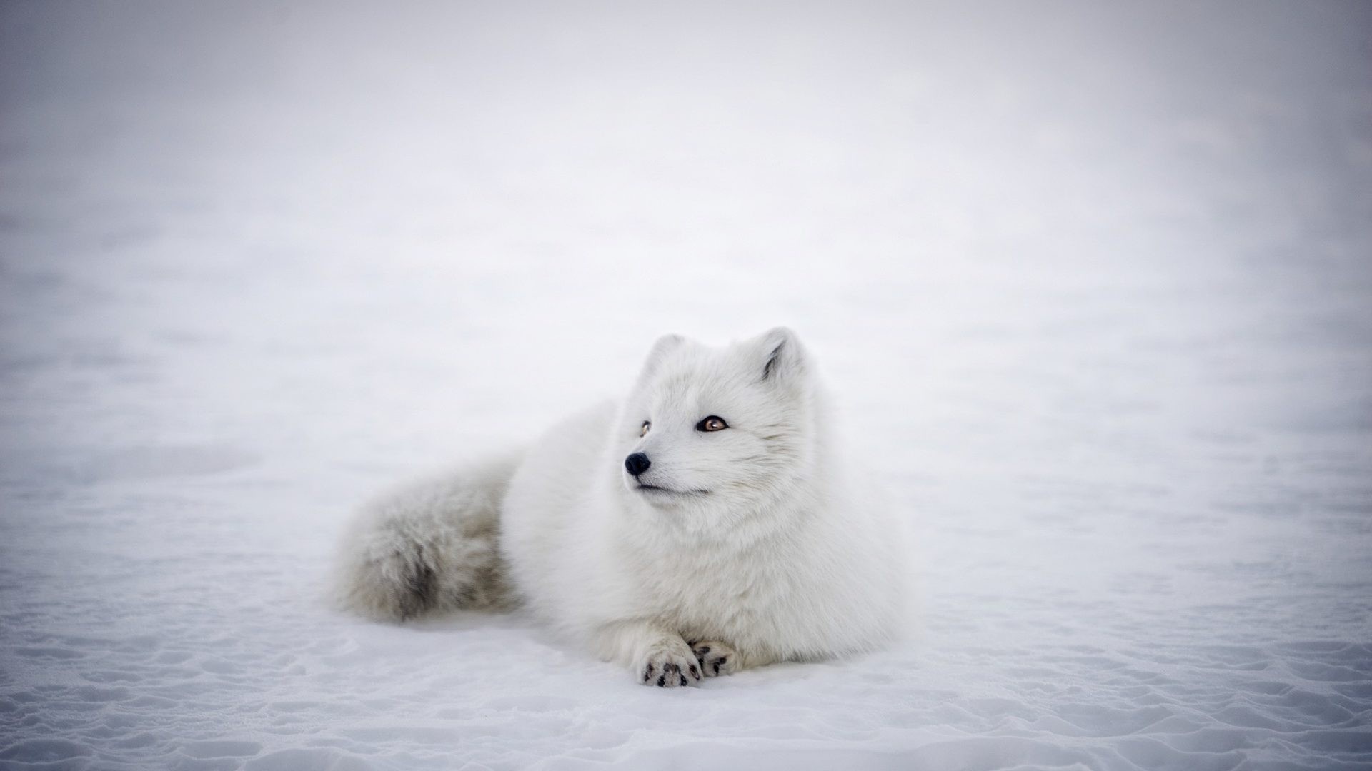 White Fox Wallpapers