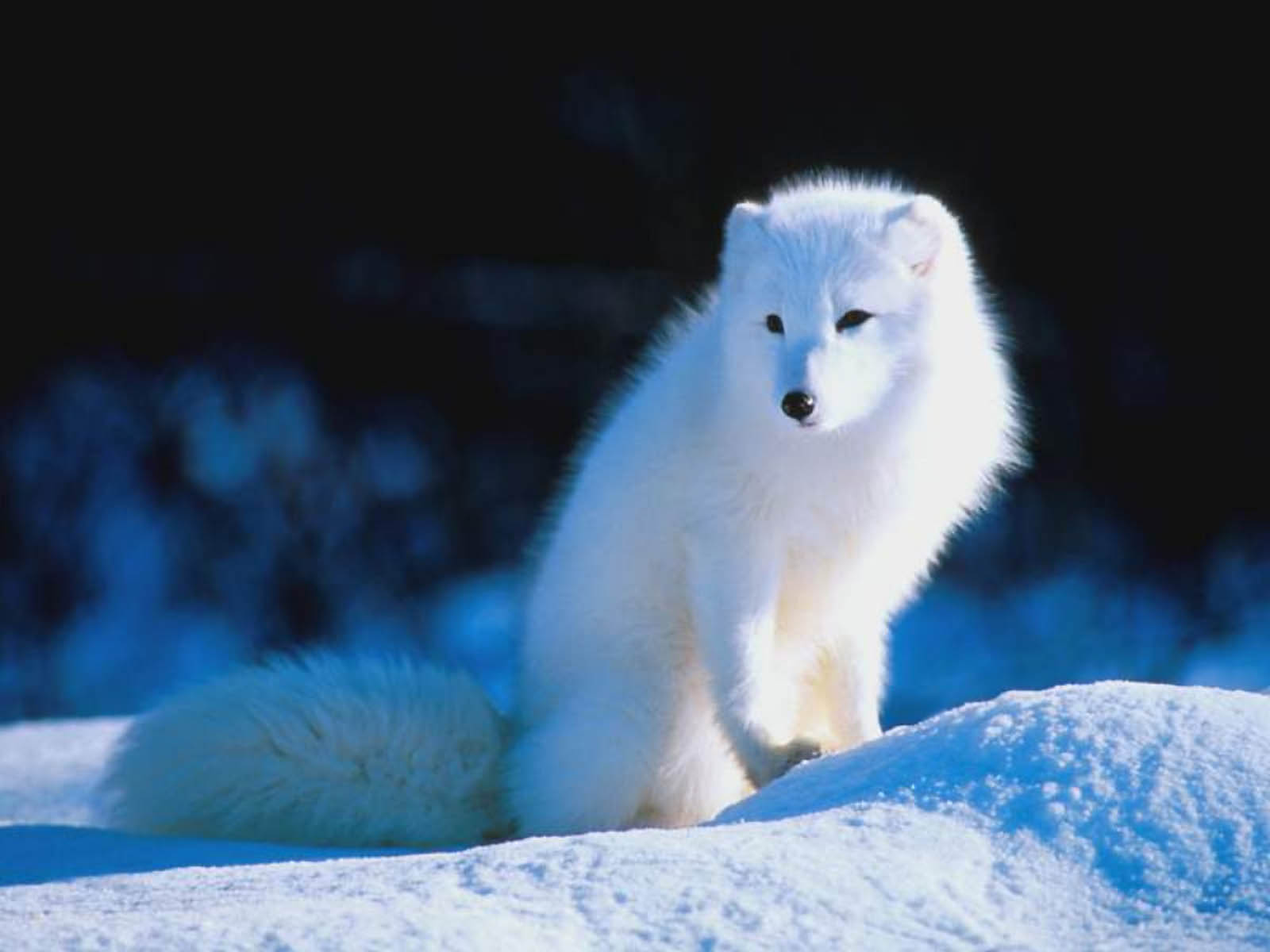 White Fox Wallpapers