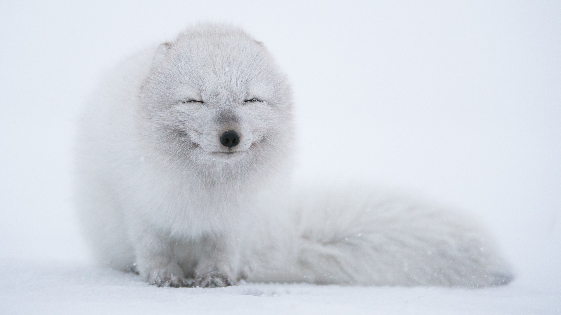 White Fox Wallpapers