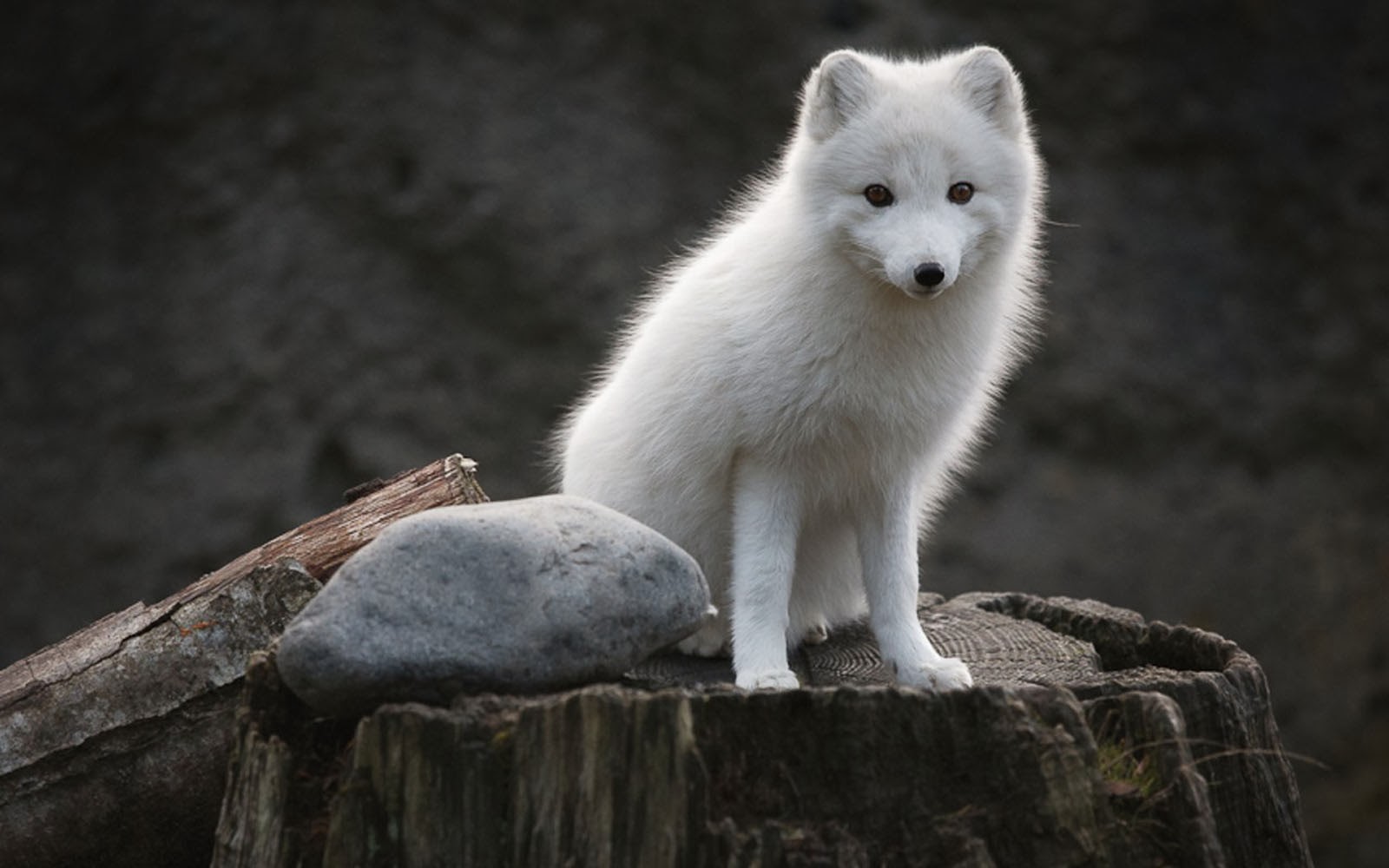 White Fox Wallpapers