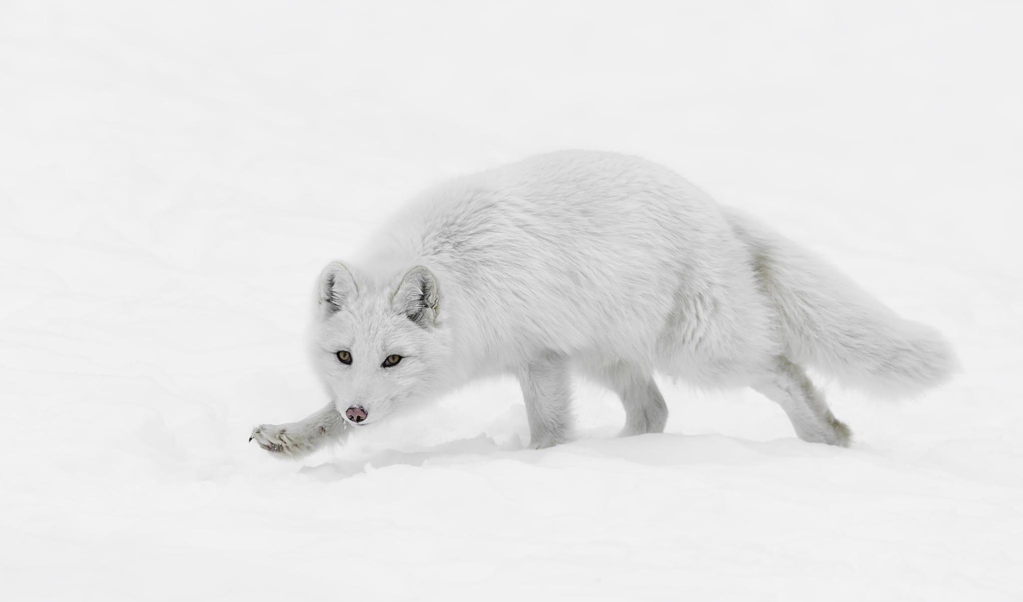 White Fox Wallpapers