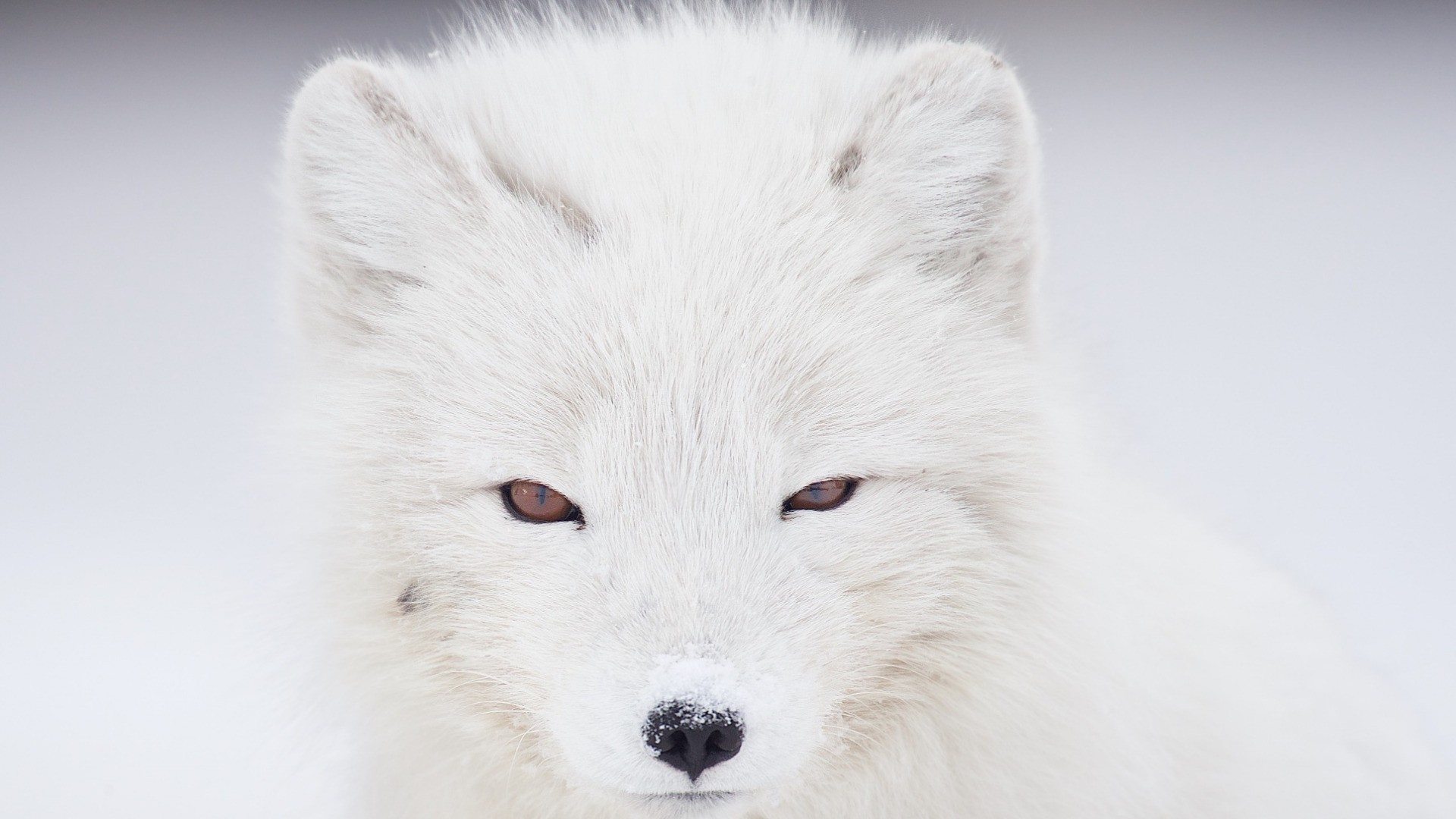 White Fox Wallpapers