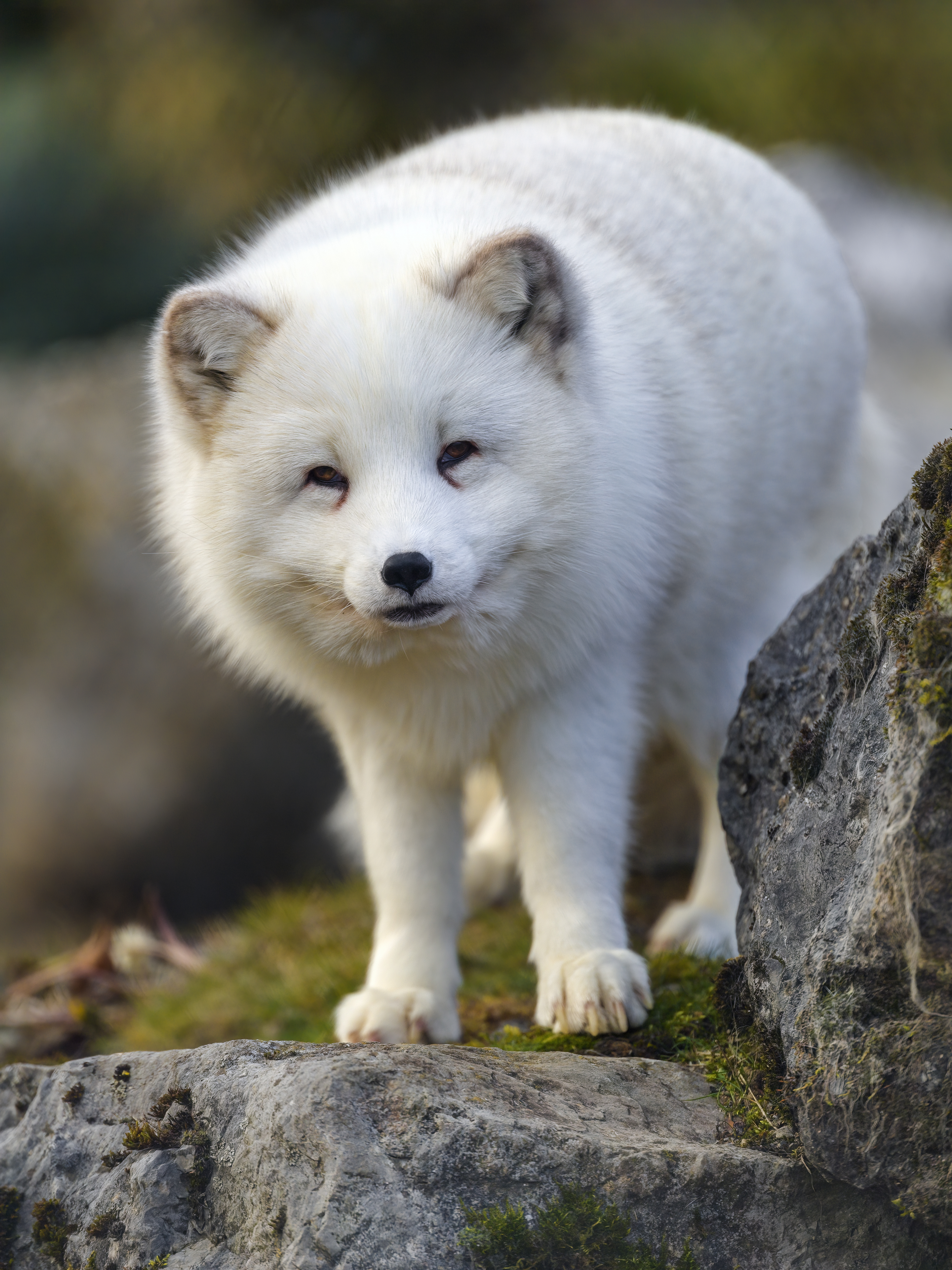 White Fox Wallpapers