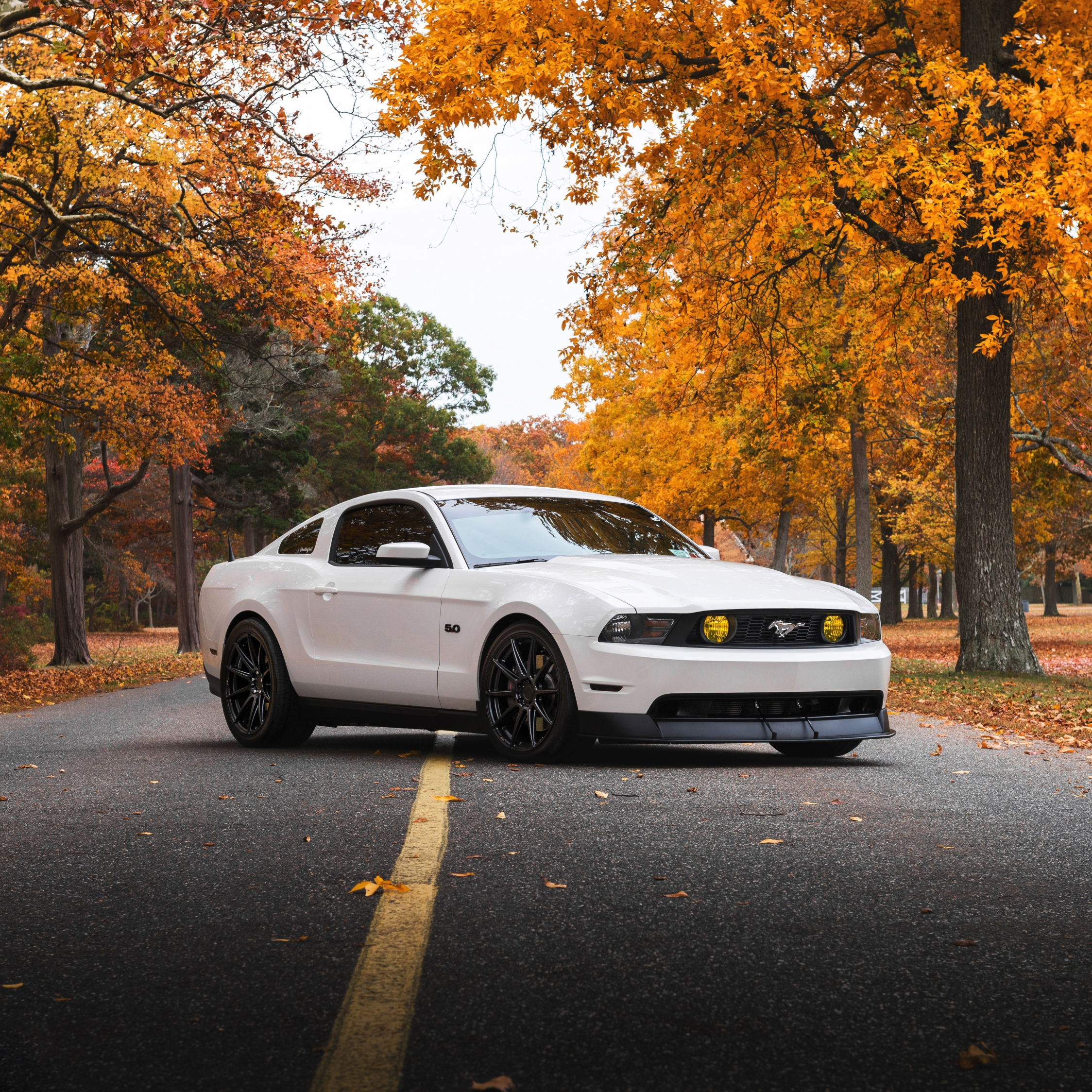 White Gt Mustang Wallpapers