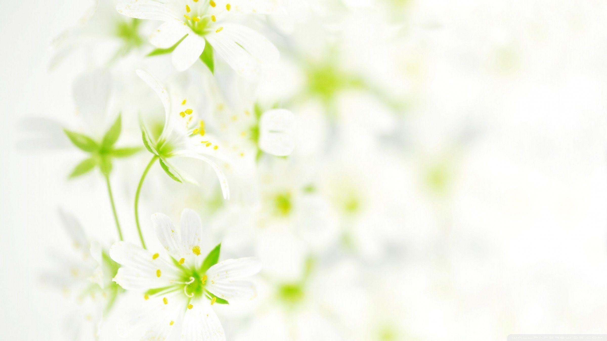 White Hd Wallpapers