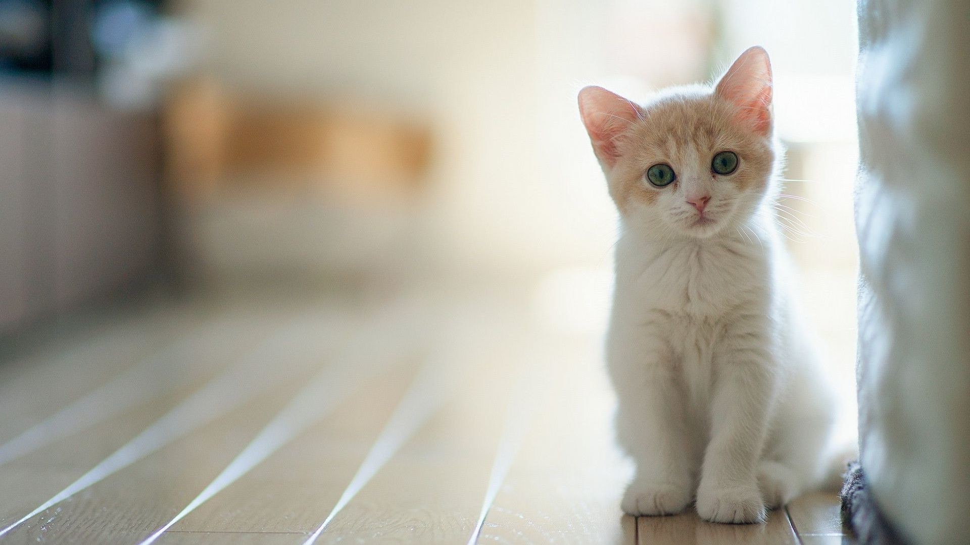 White Kitten Wallpapers