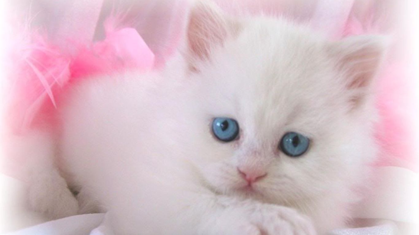 White Kitten Wallpapers