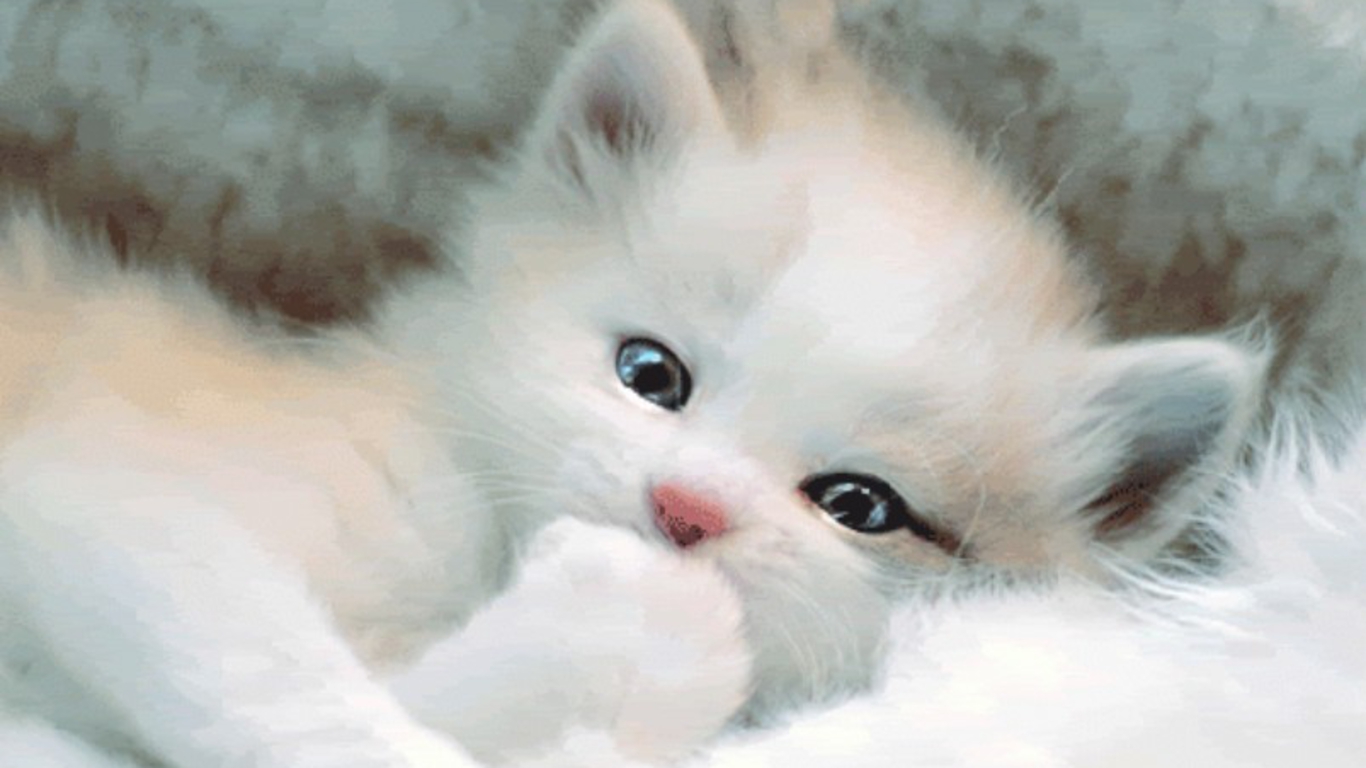 White Kitten Wallpapers