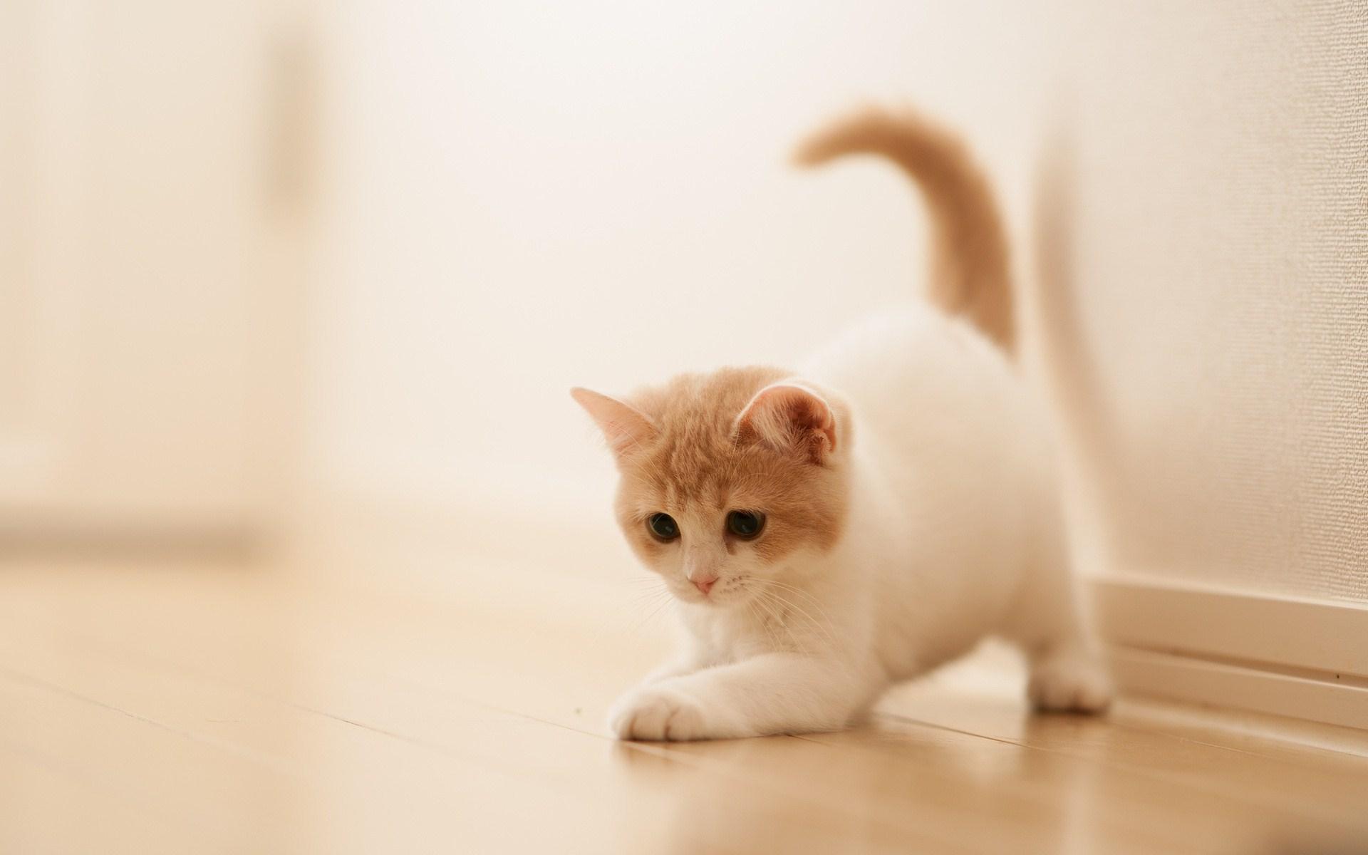 White Kitten Wallpapers