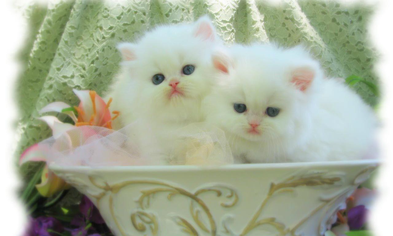 White Kitten Wallpapers