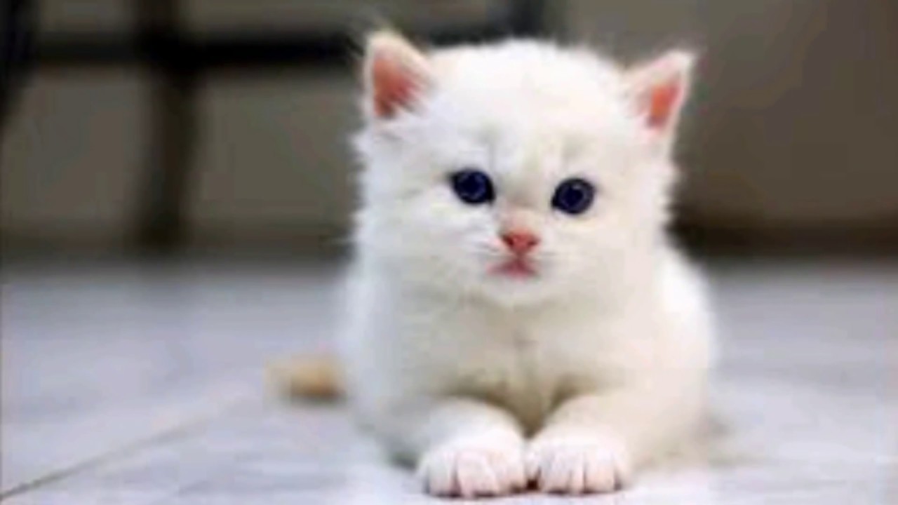 White Kitten Wallpapers