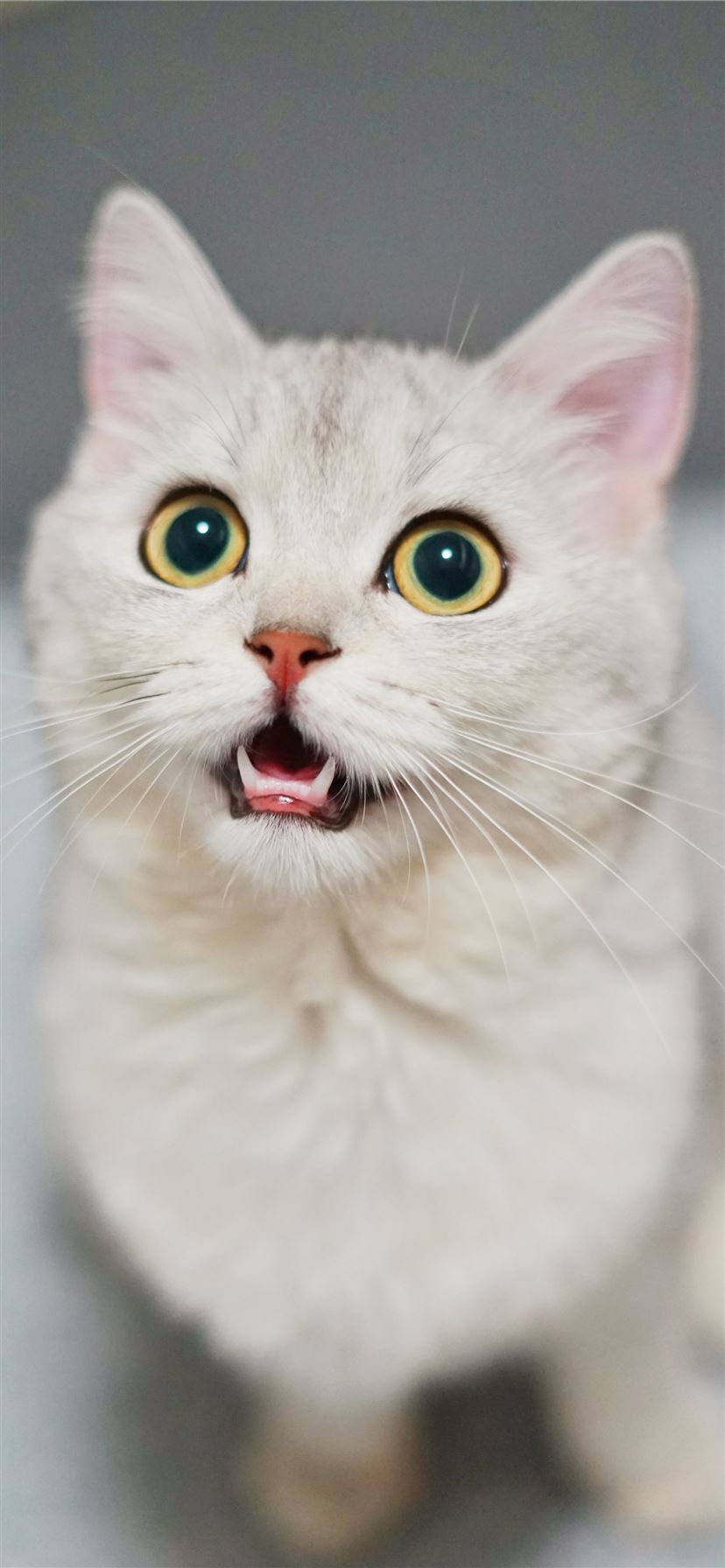 White Kitten Wallpapers