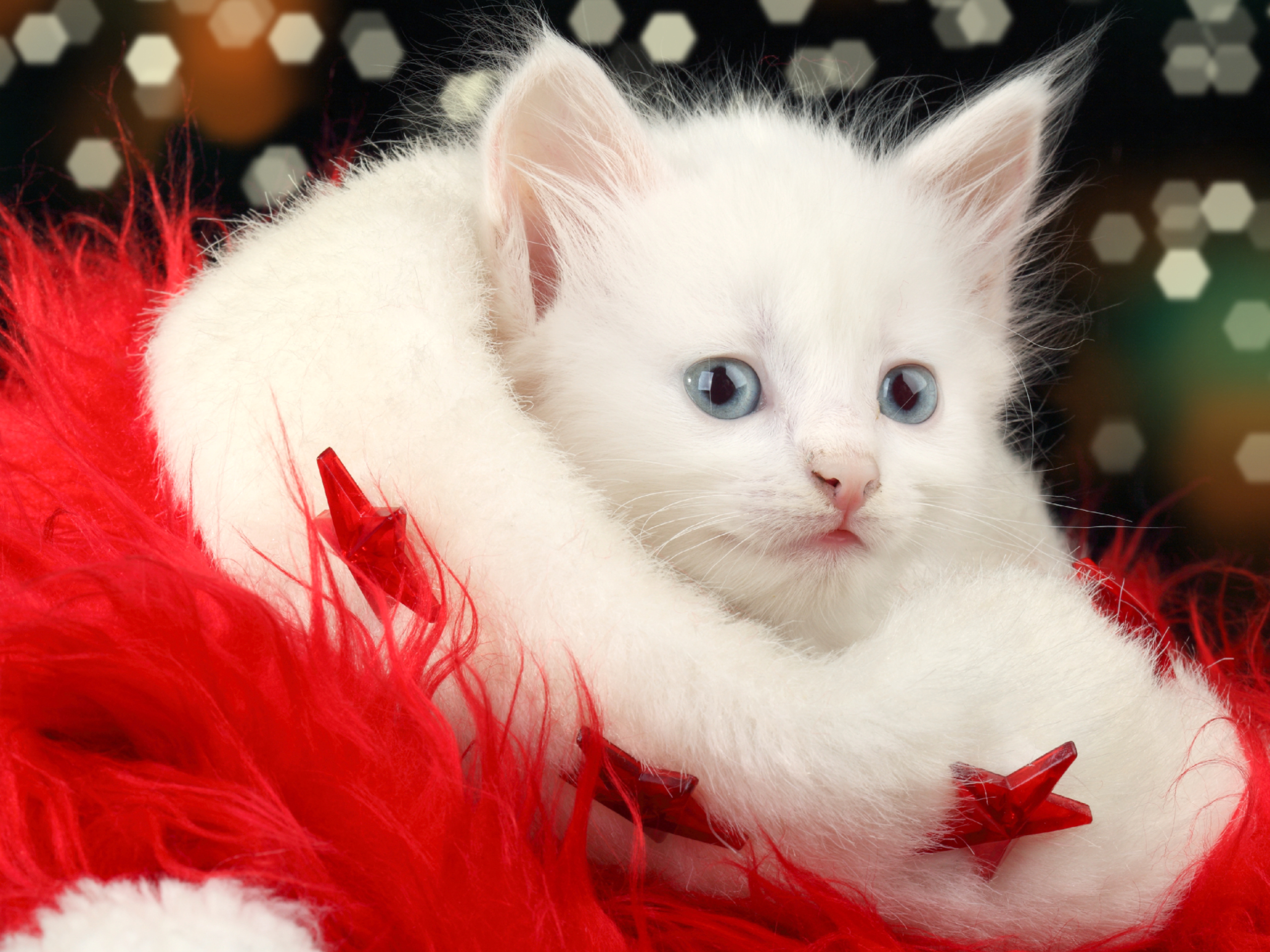 White Kitten Wallpapers