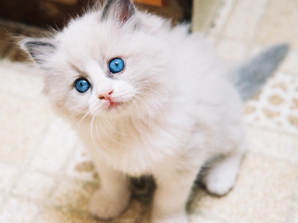 White Kitten Wallpapers