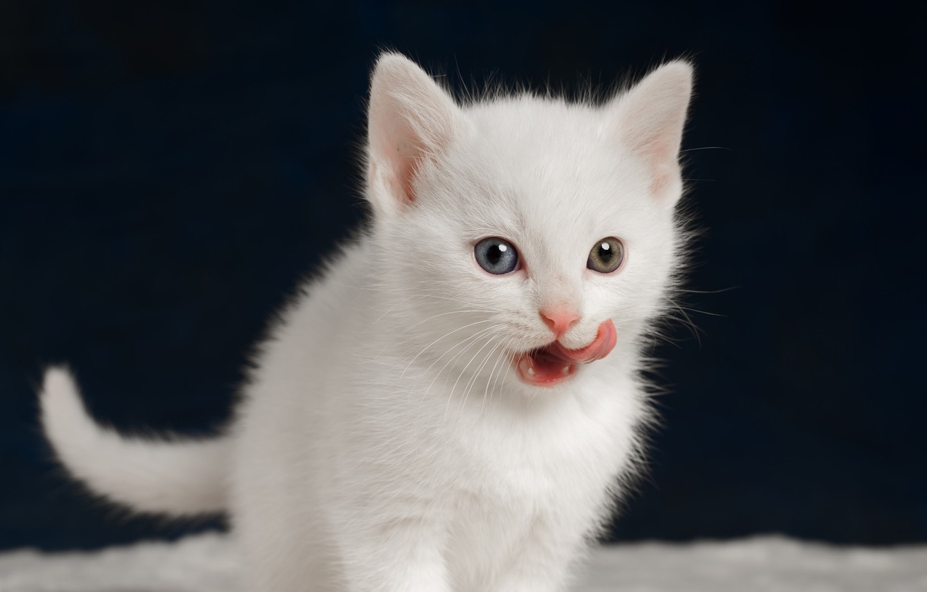 White Kitten Wallpapers