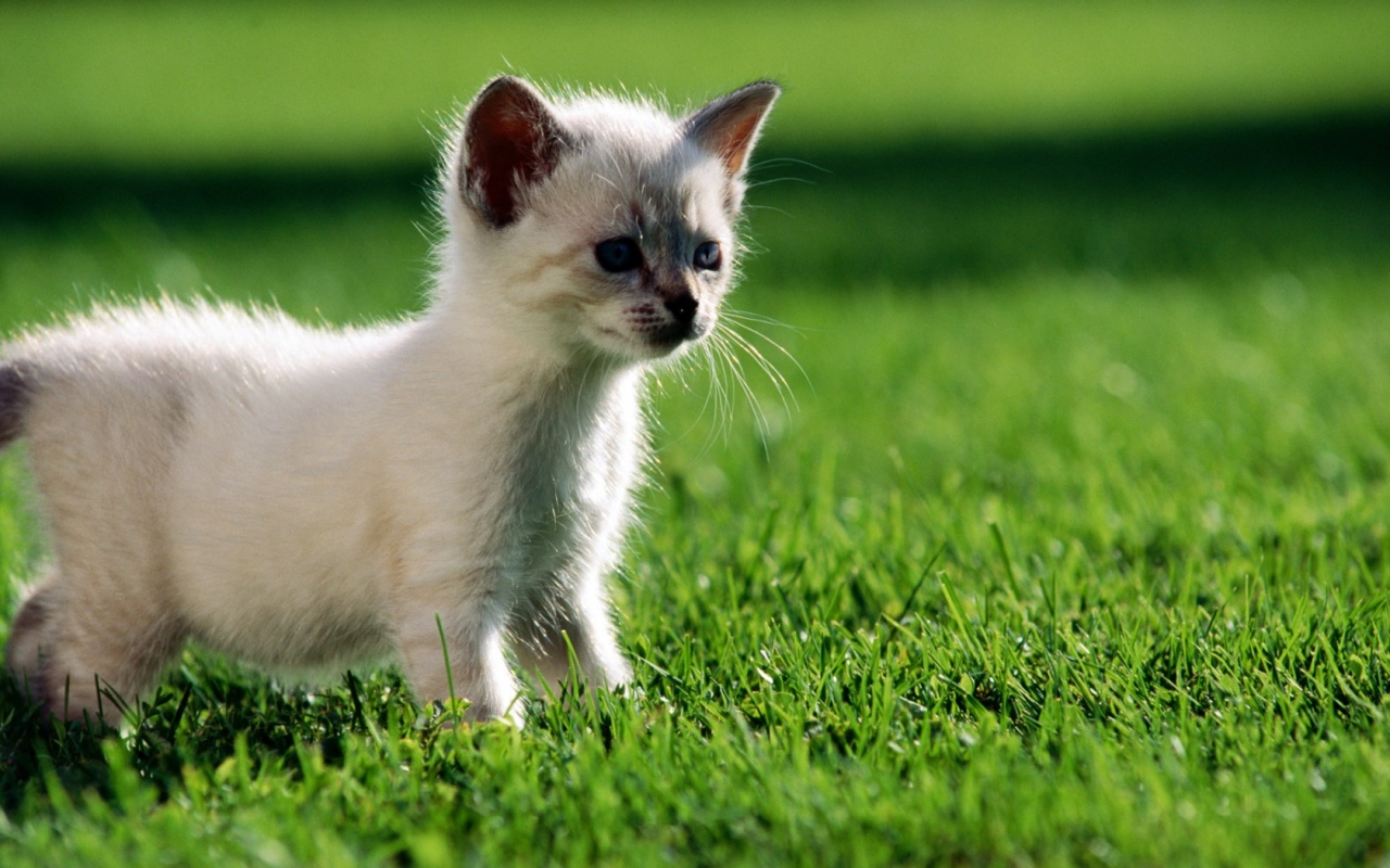 White Kitten Wallpapers