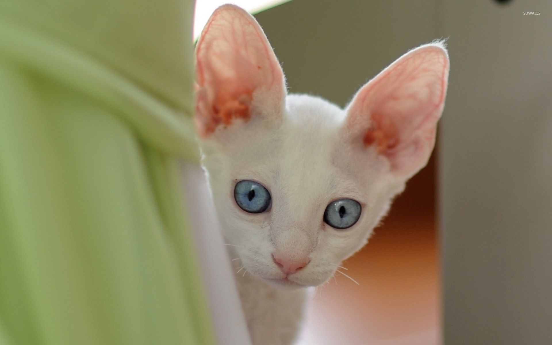 White Kitten Wallpapers