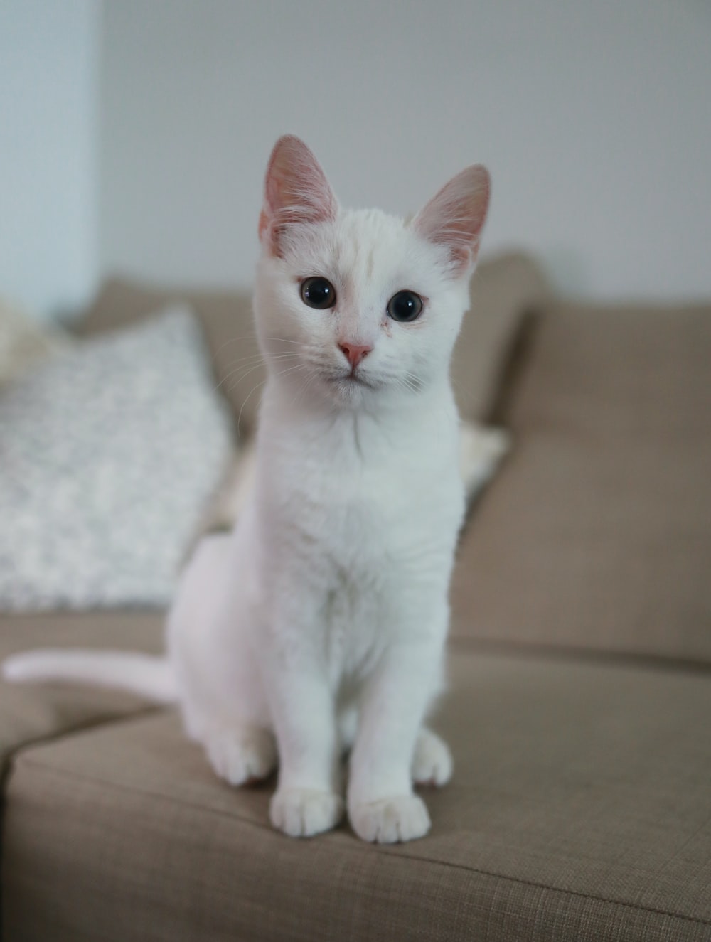 White Kitten Wallpapers