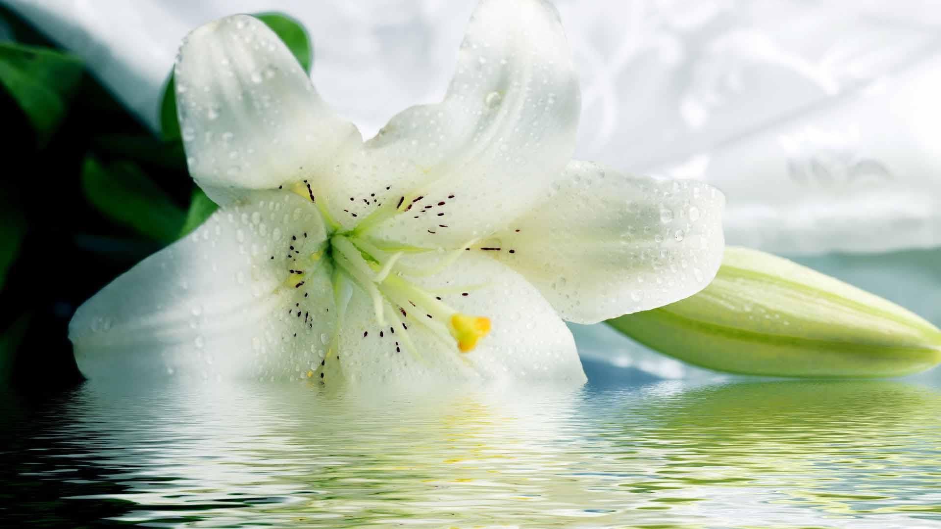 White Lily Wallpapers