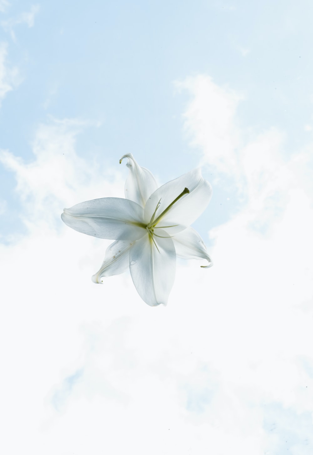 White Lily Wallpapers