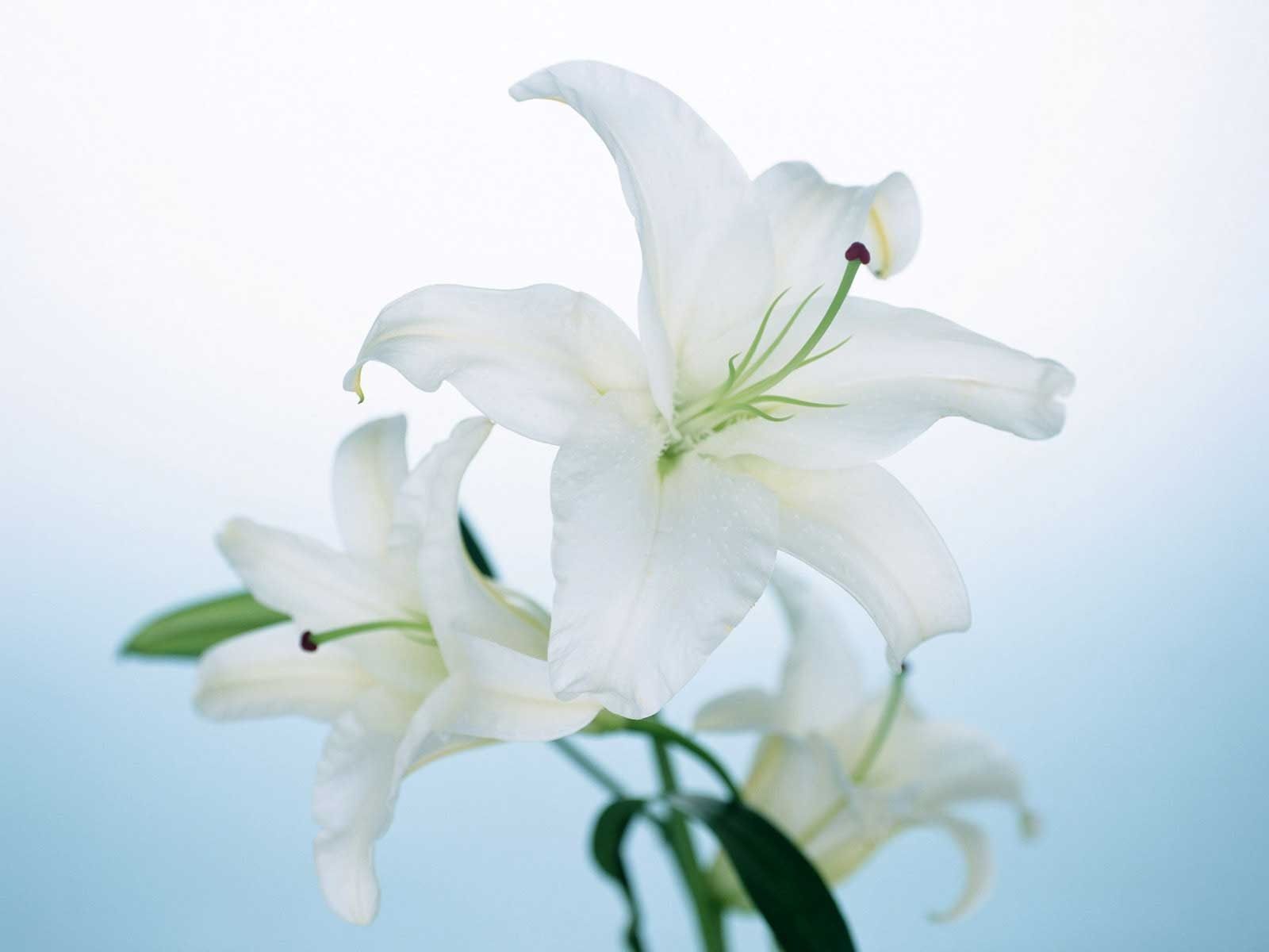 White Lily Wallpapers