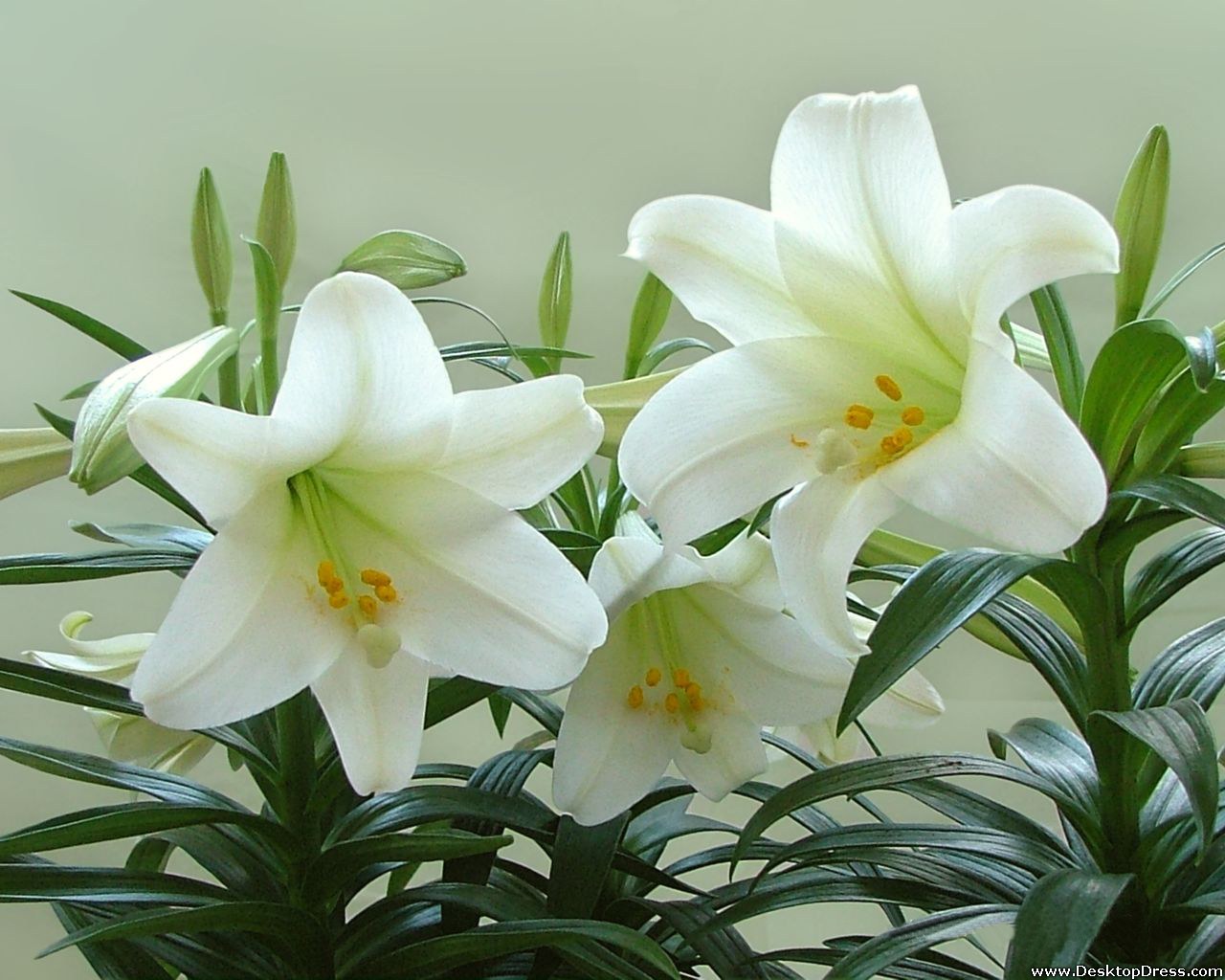 White Lily Wallpapers