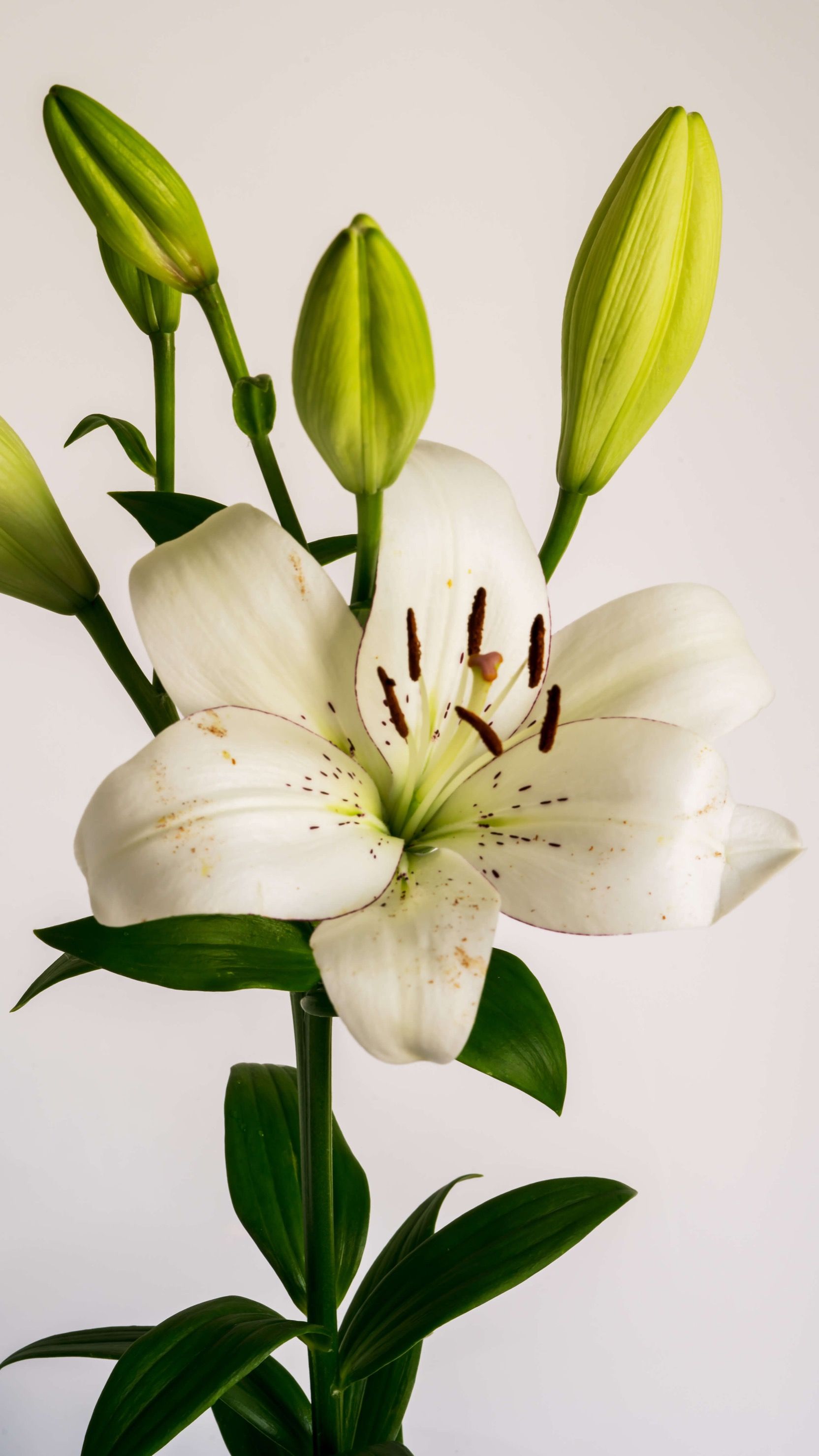 White Lily Wallpapers