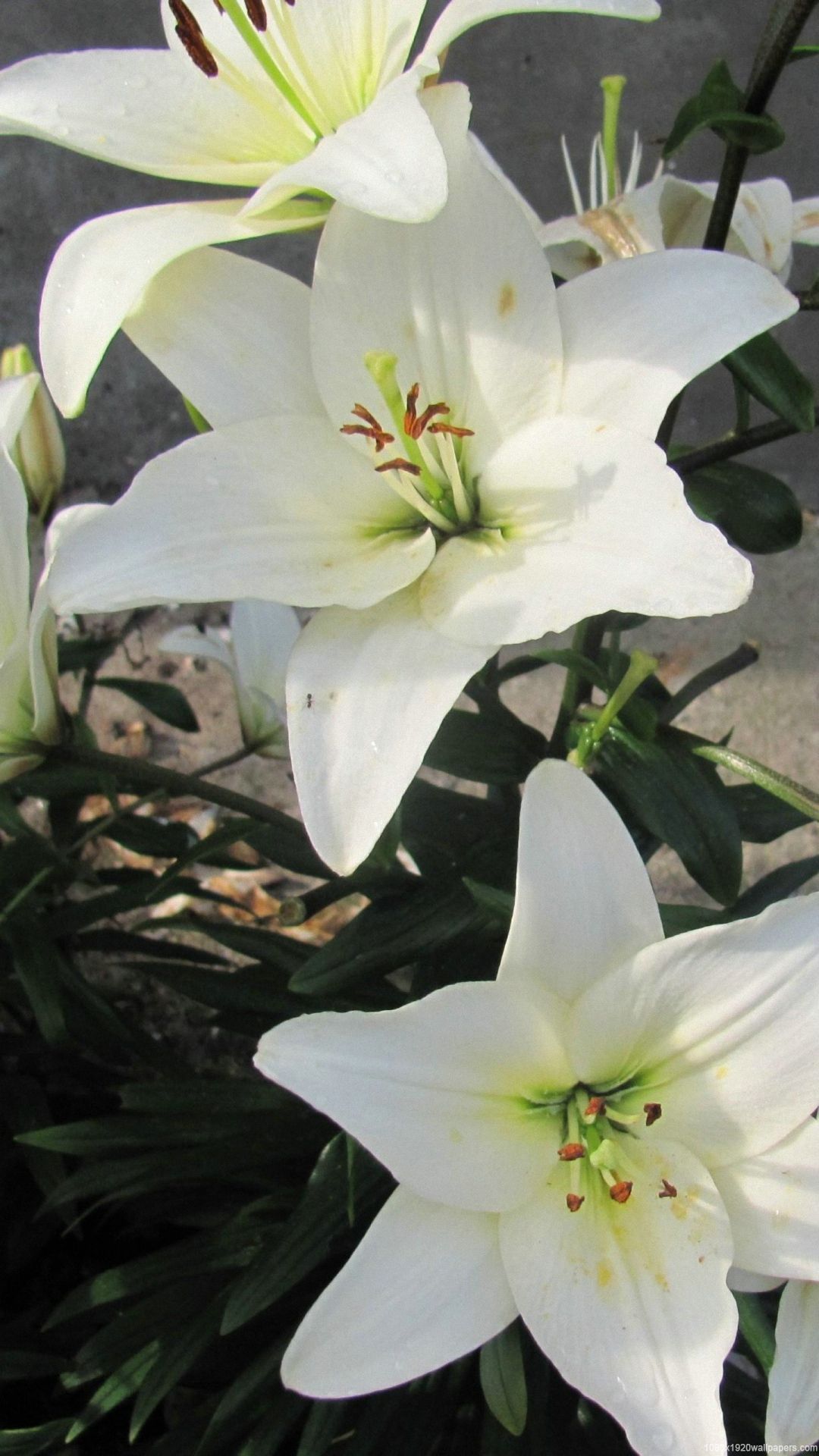 White Lily Wallpapers