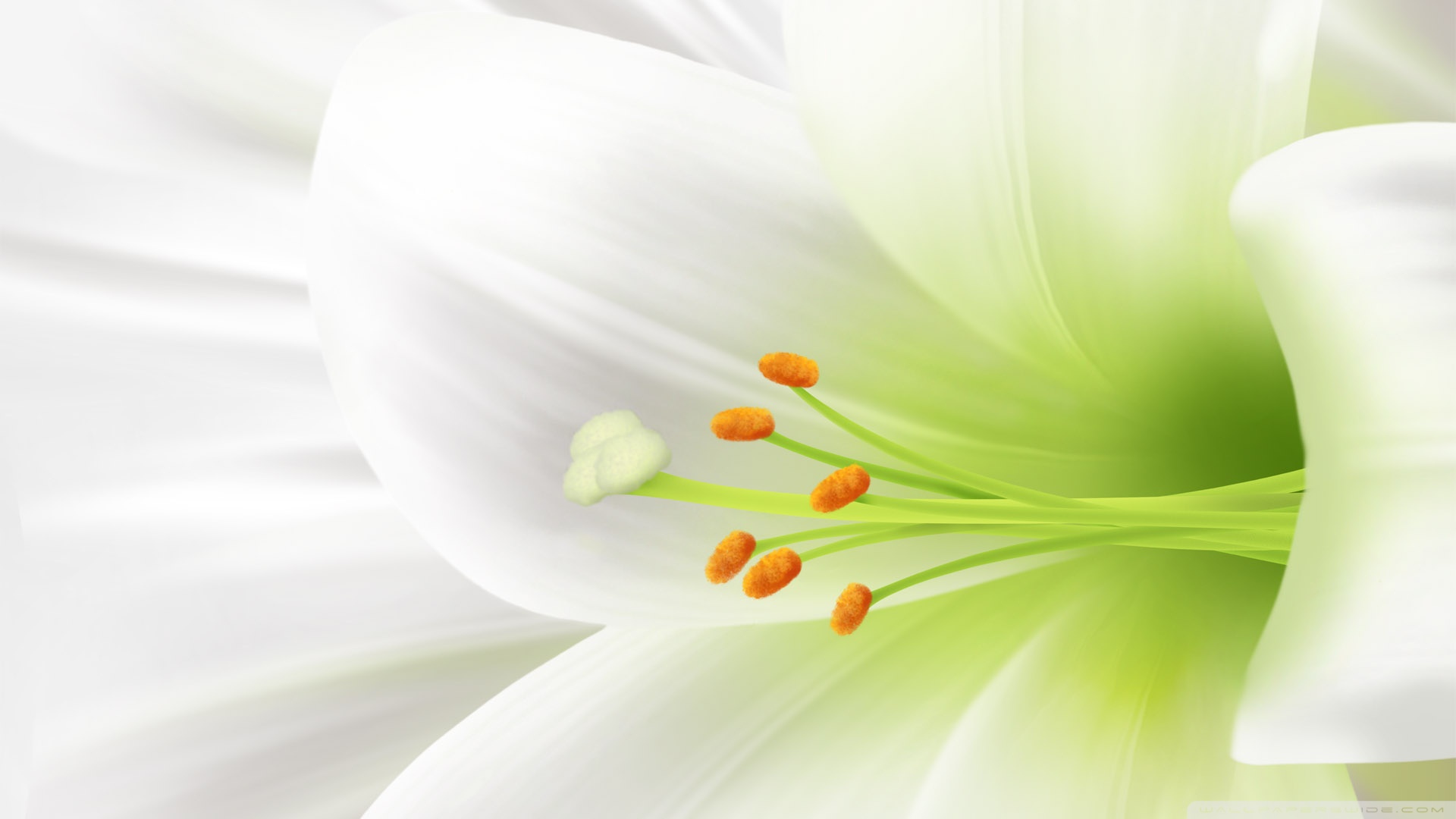 White Lily Wallpapers