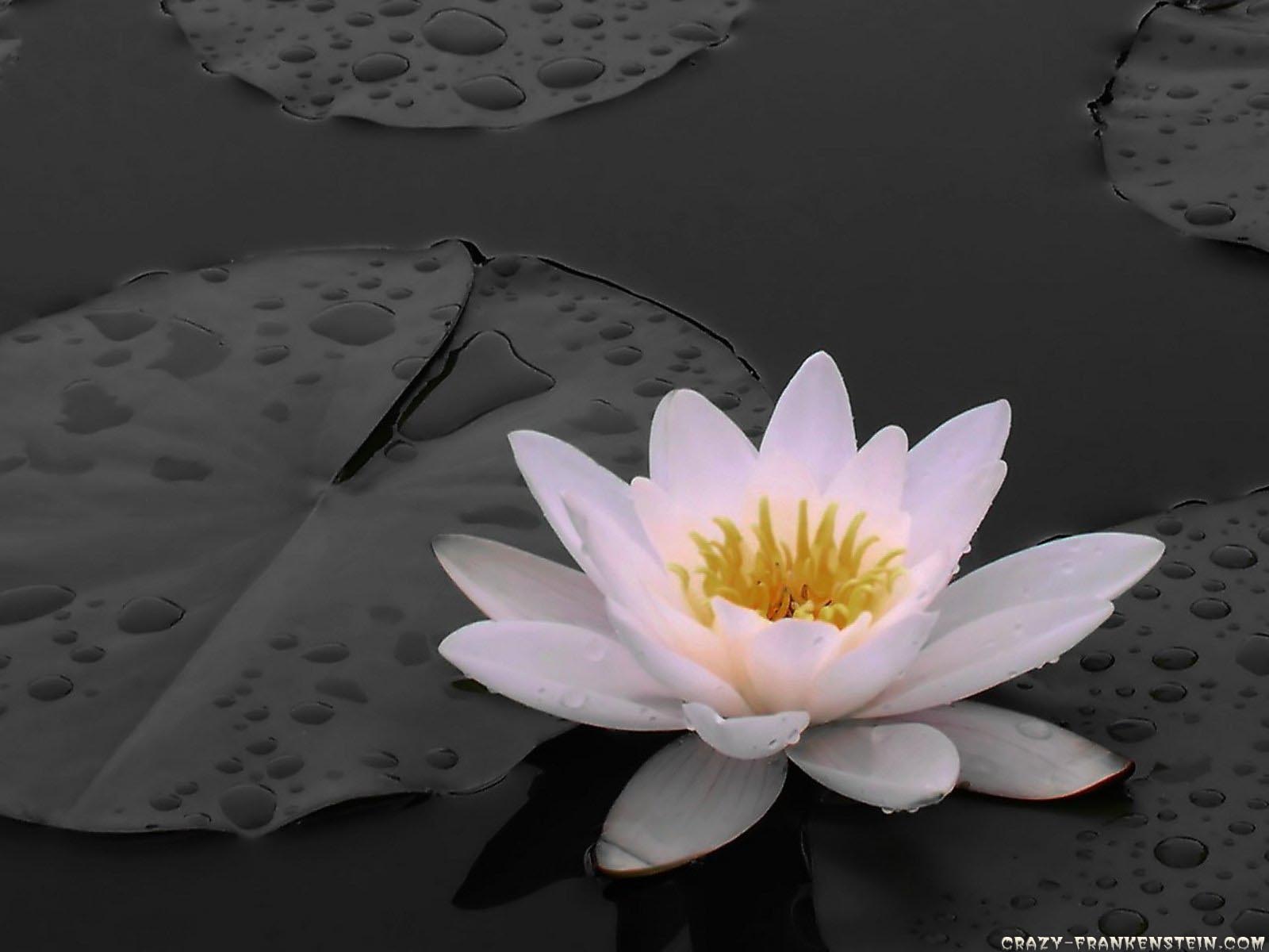 White Lily Wallpapers