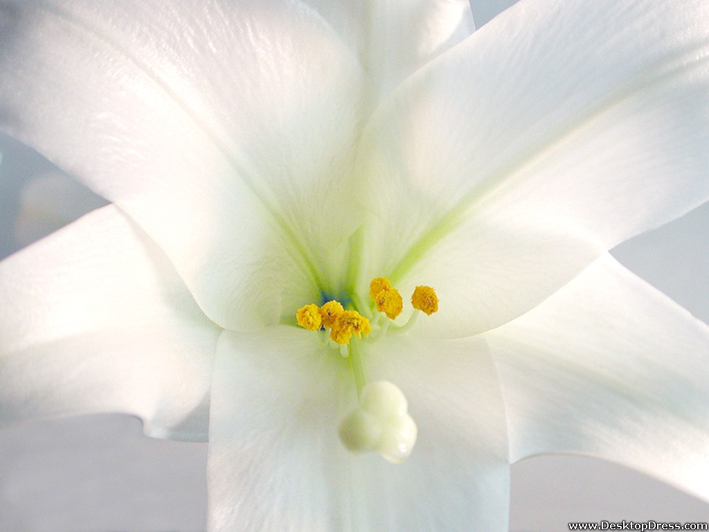 White Lily Wallpapers