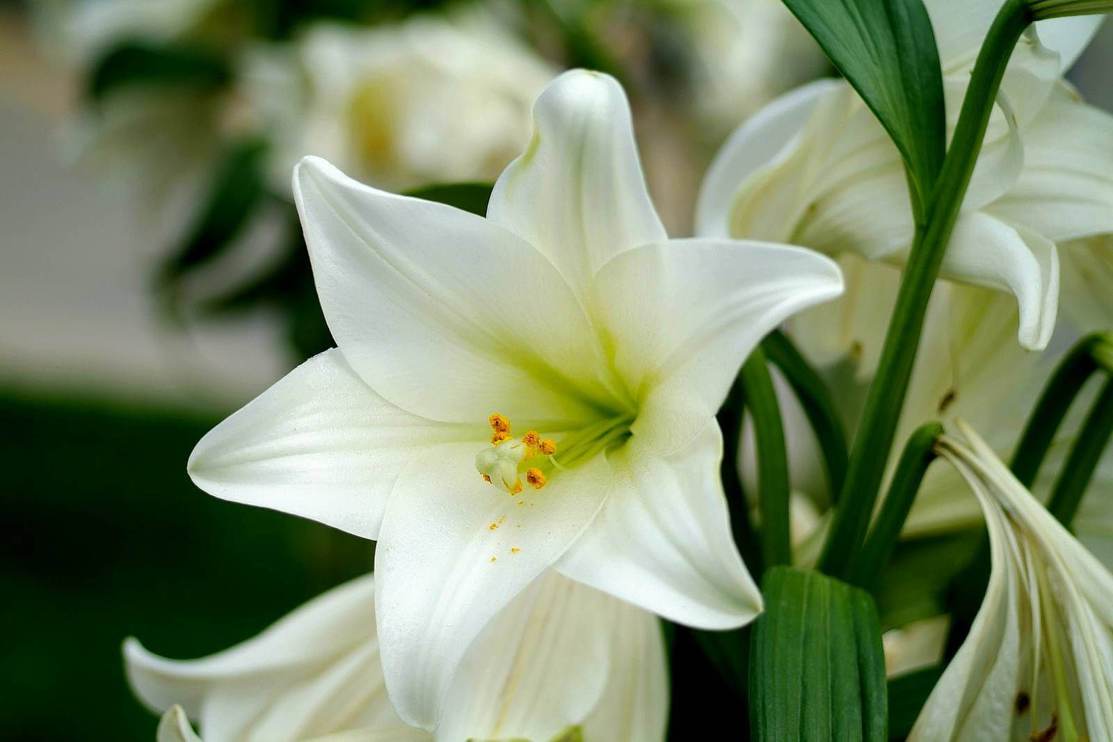 White Lily Wallpapers