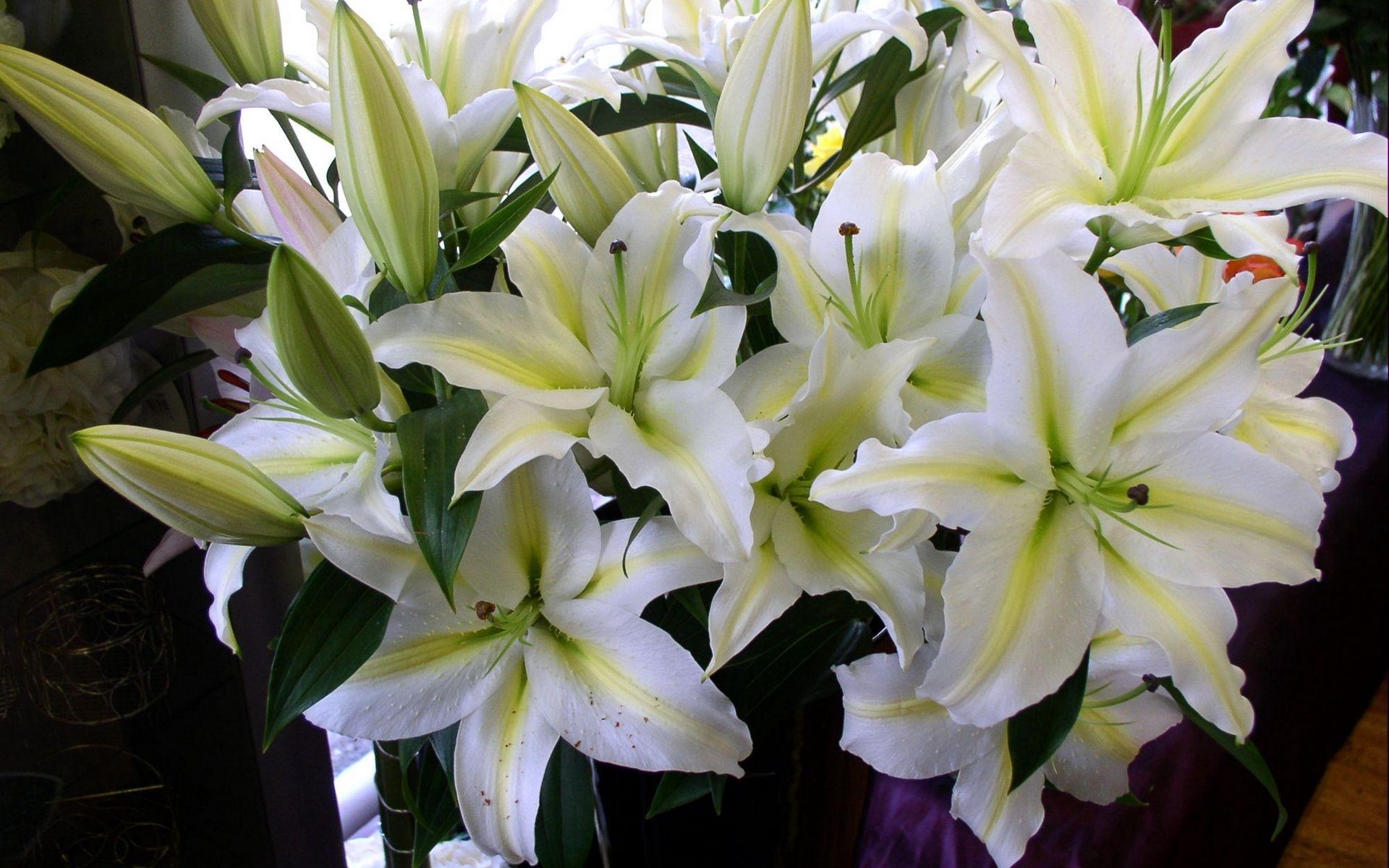 White Lily Wallpapers