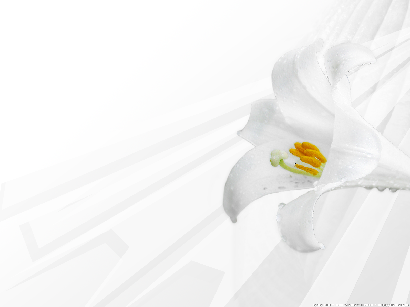 White Lily Wallpapers