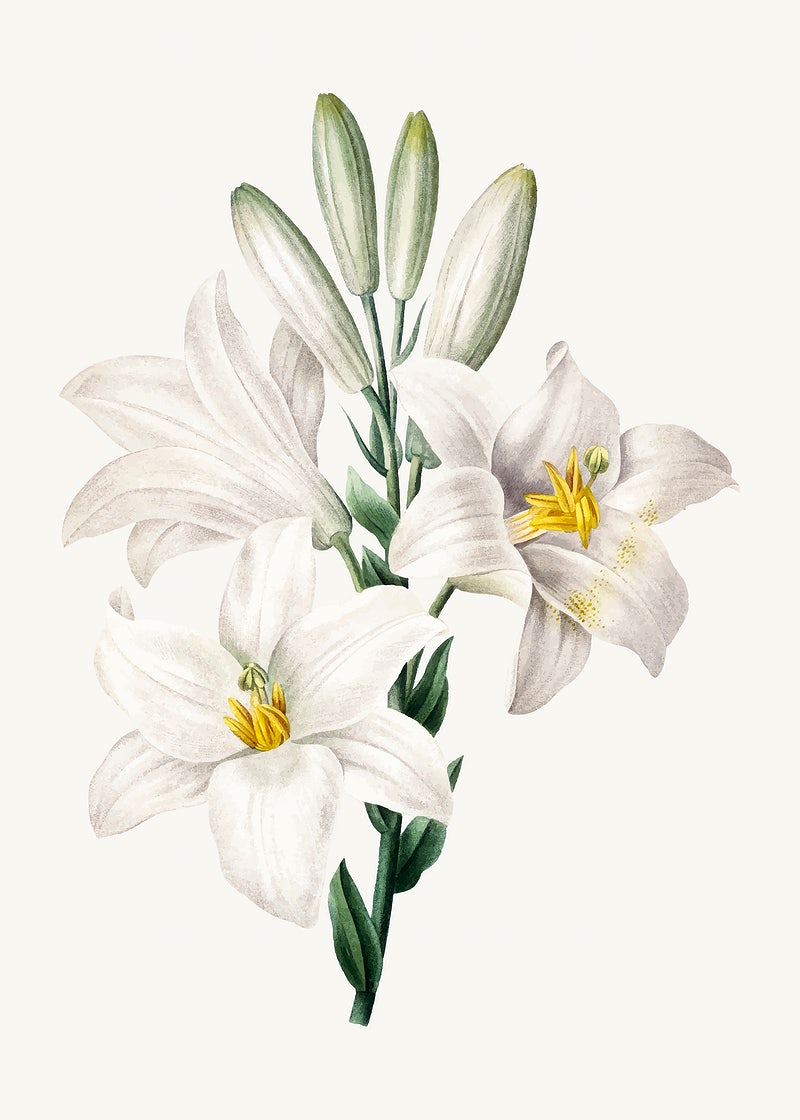 White Lily Wallpapers