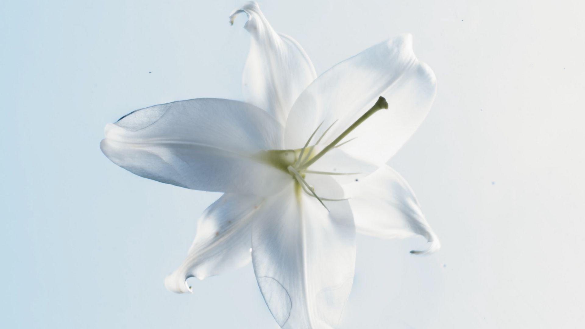 White Lily Wallpapers