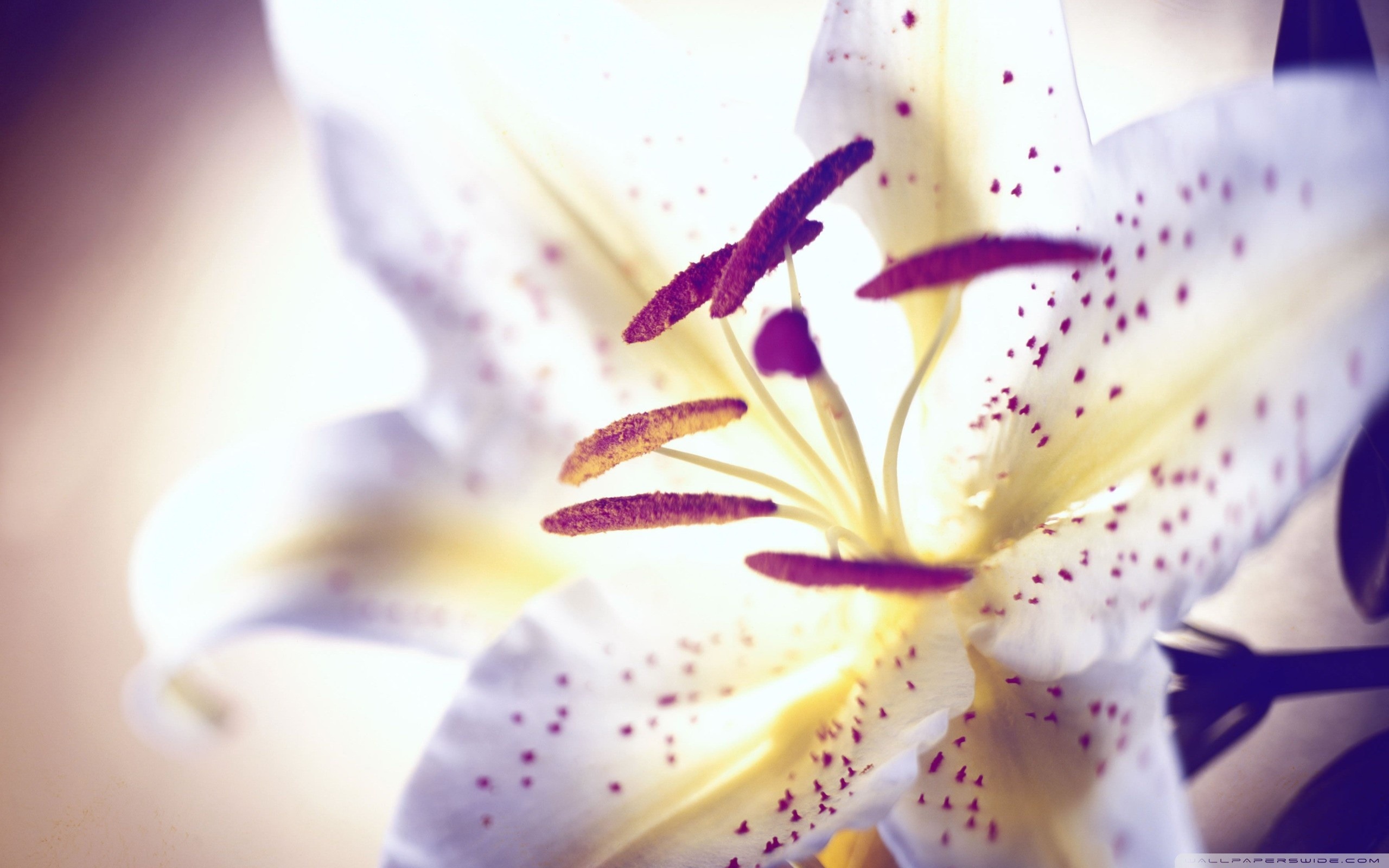 White Lily Wallpapers