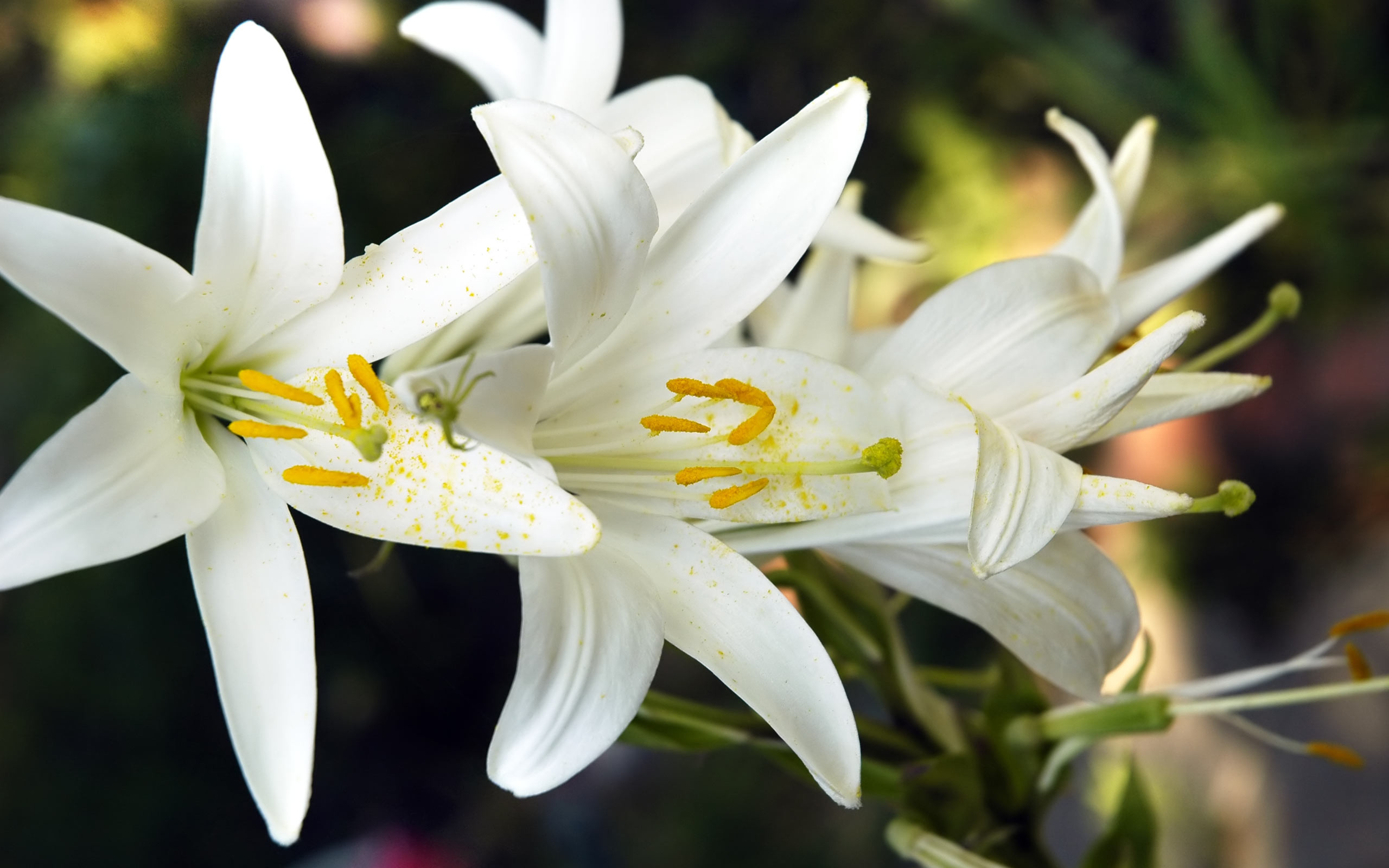 White Lily Wallpapers