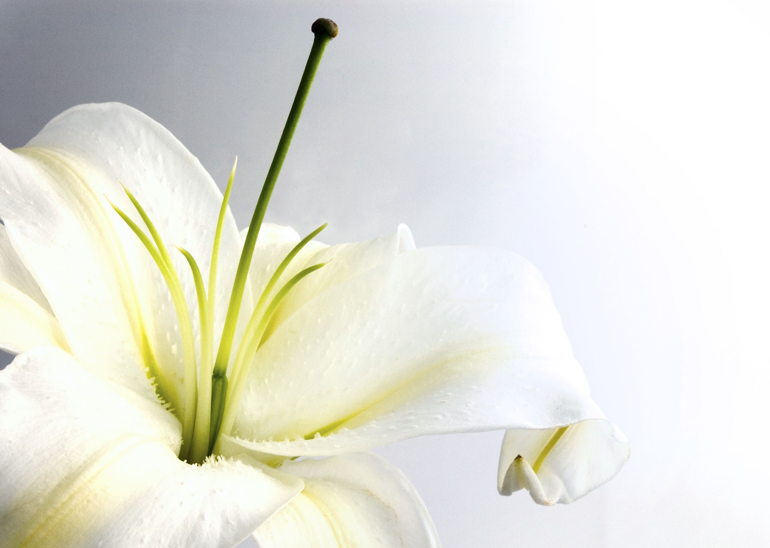 White Lily Wallpapers