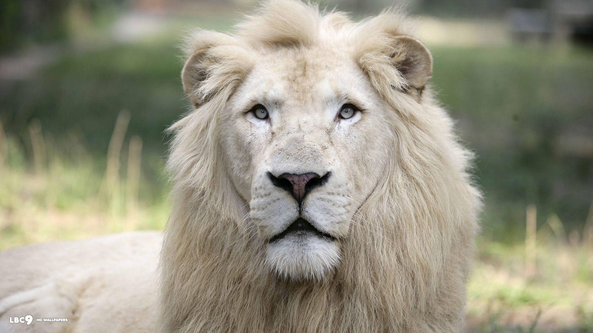 White Lion Face Wallpapers