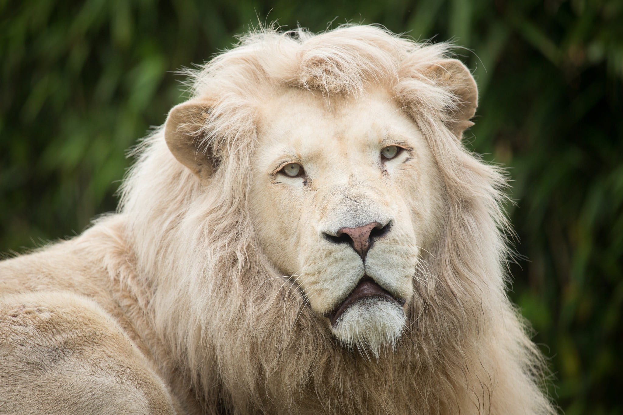 White Lion Face Wallpapers