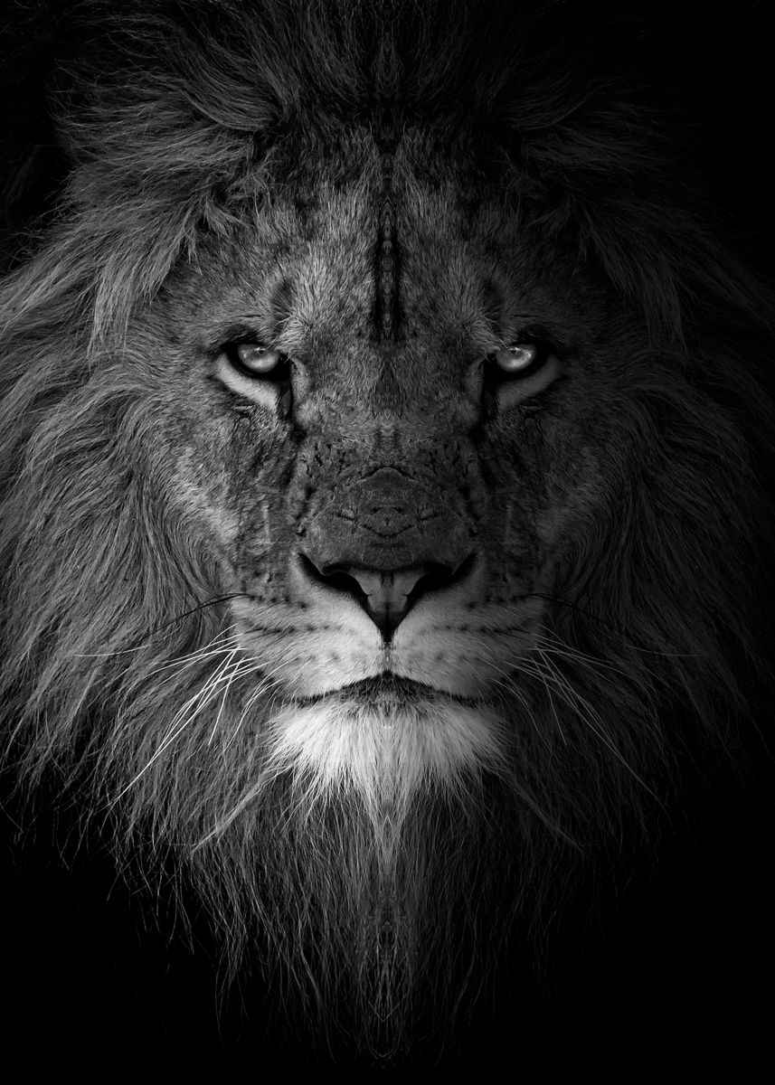 White Lion Face Wallpapers