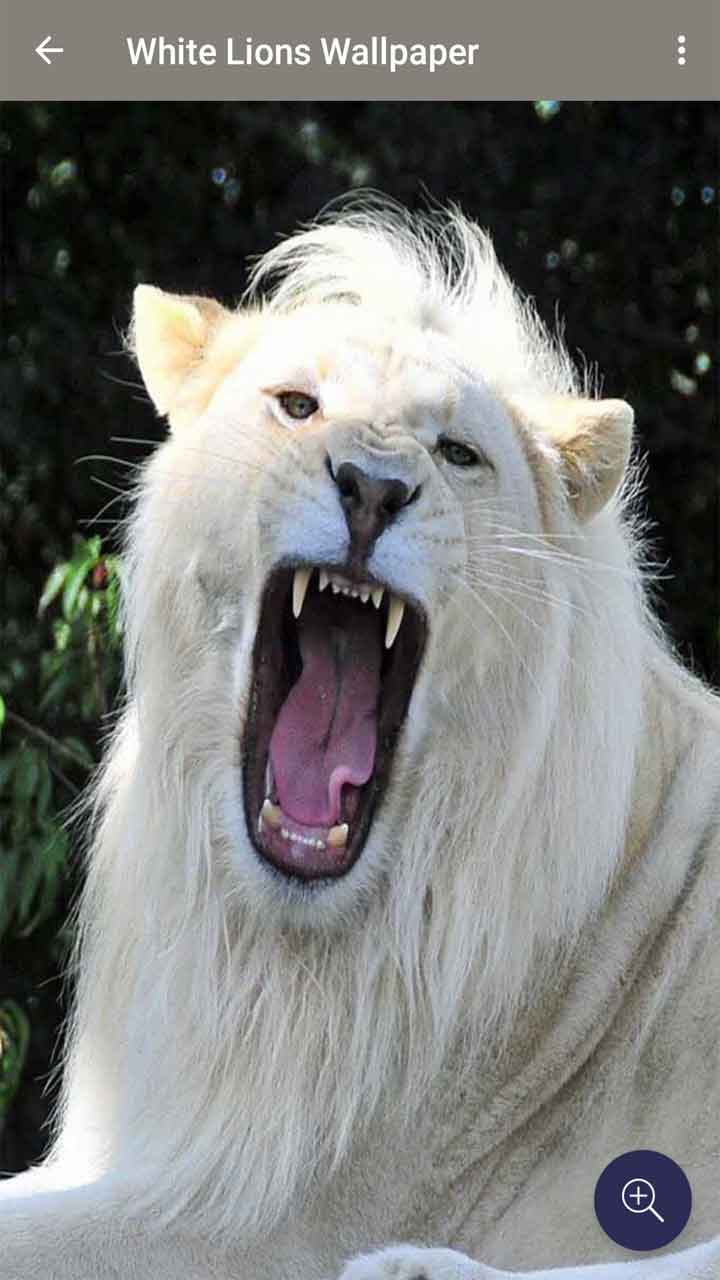 White Lion Face Wallpapers