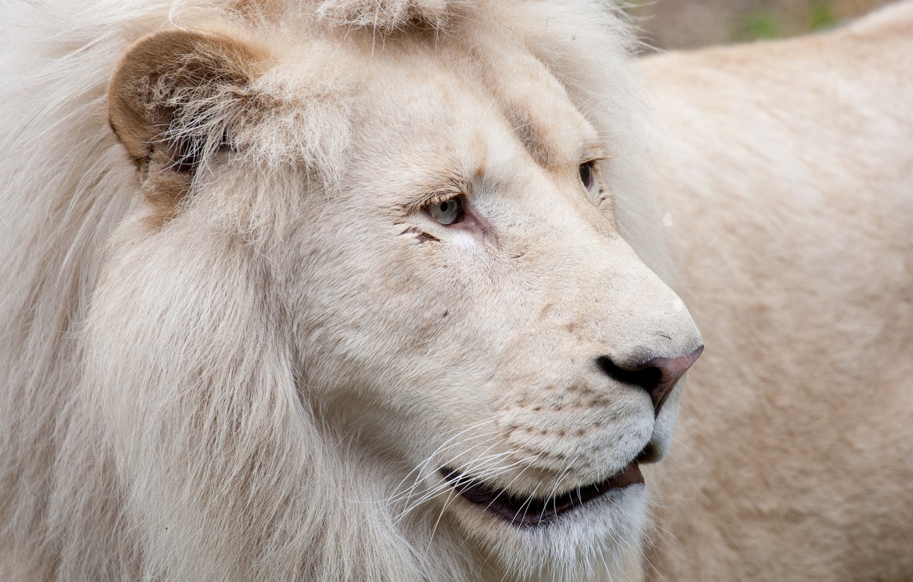 White Lion Face Wallpapers